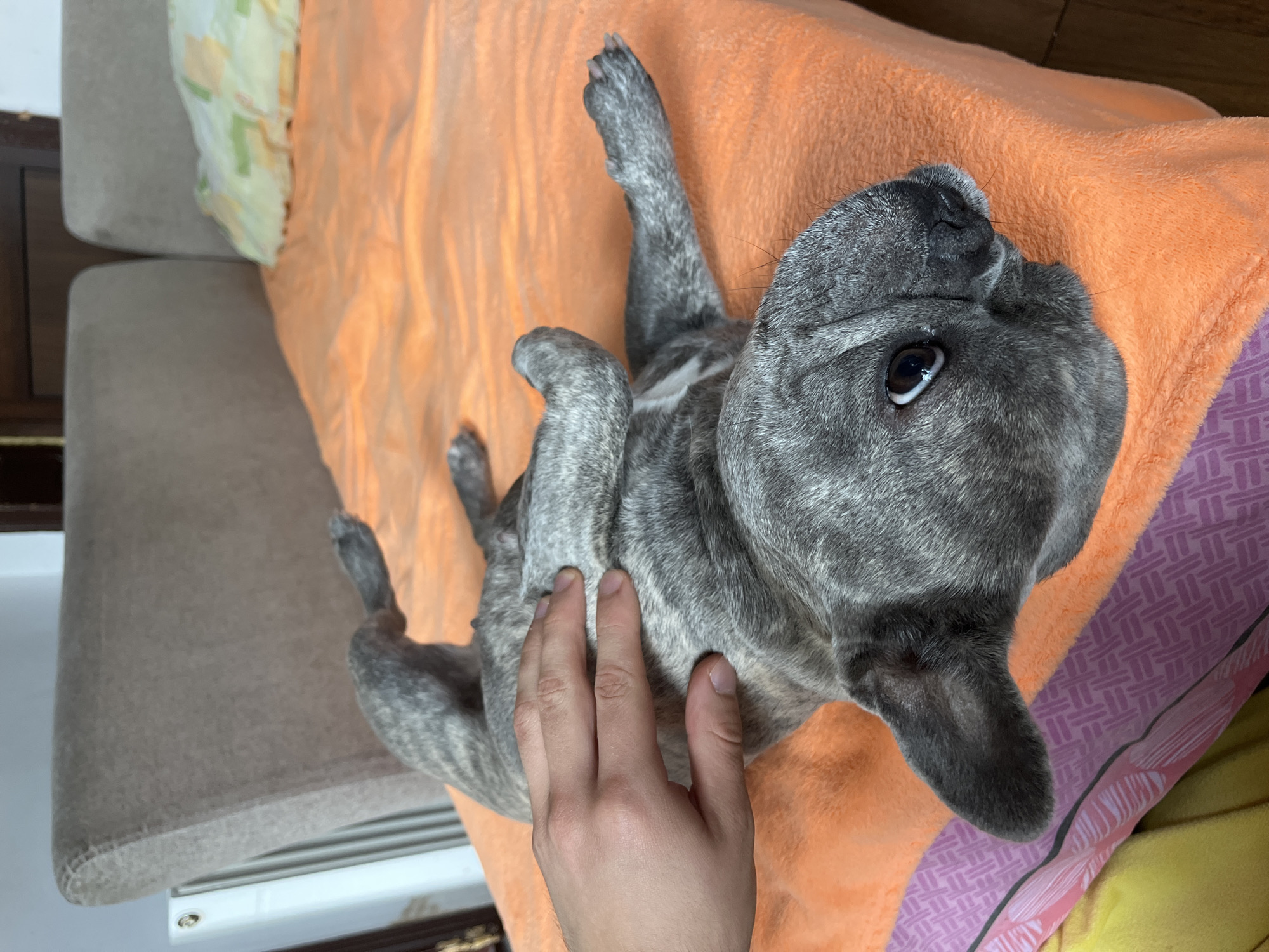 A brindle French Bulldog lies on its back on a vibrant orange blanket, which is draped over a light beige couch or bed. A human hand is centered in the frame, gently stroking the dog's chest or belly. The dog's face is turned towards the top right, with one dark eye looking directly upwards towards the viewer, conveying a relaxed and affectionate demeanor. Its brindle fur displays a mix of grey tones, and its front and back paws are curled playfully in the air. The indoor setting is cozy, with a multi-patterned pillow featuring green and orange on the top left, and another purple and orange patterned textile visible on the right. Dark wooden furniture is partially seen on the left and bottom, and a white fixture is present along the bottom edge of the frame. The activity shows a moment of petting and bonding. No text is visible in the image.