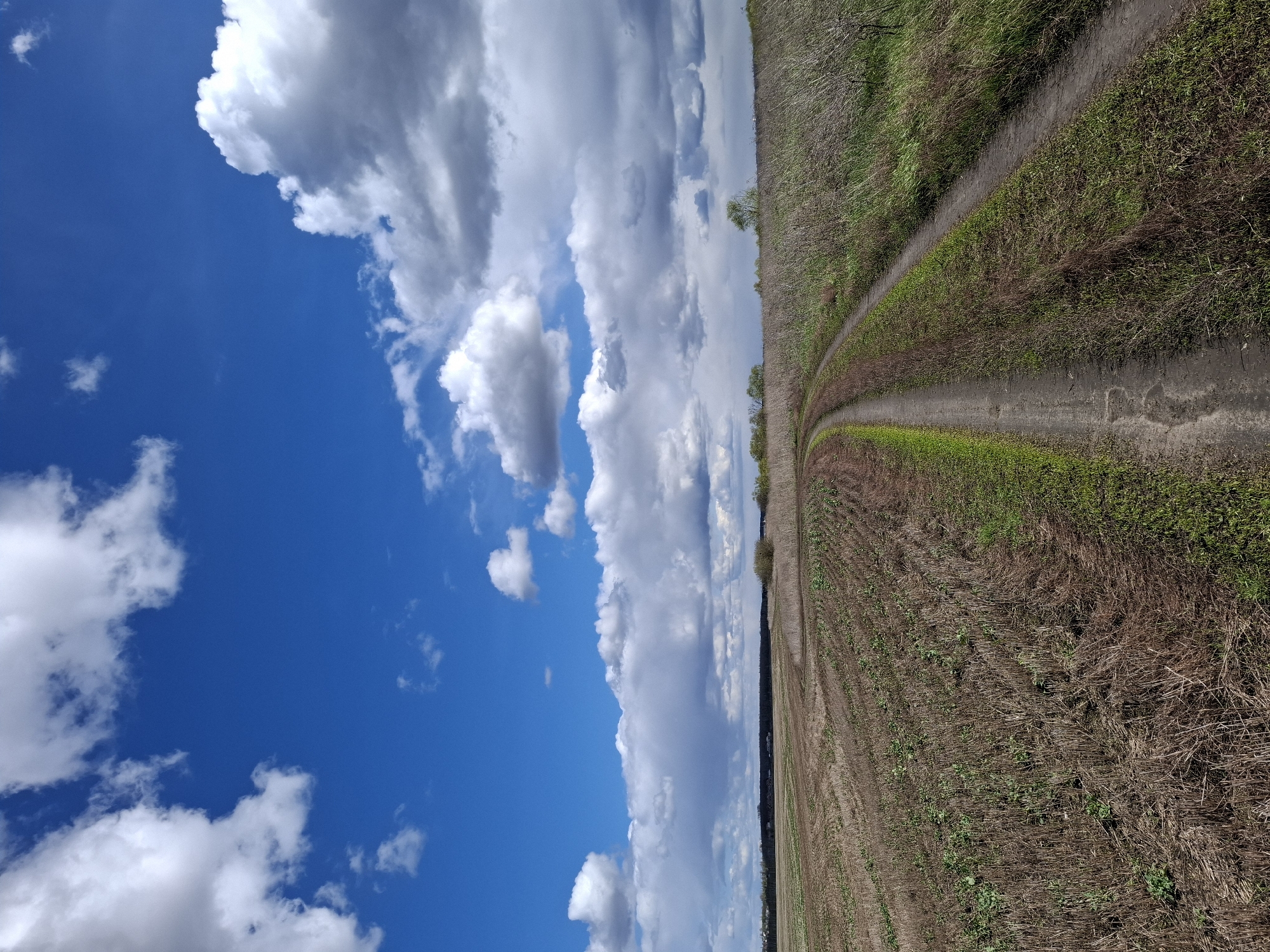 The image captures a broad, open rural landscape under a dynamic sky, characteristic of an agricultural area, likely in Treshchevka, Russia. The upper portion of the frame is dominated by a bright, vibrant blue sky filled with numerous cumulus clouds, ranging from fluffy white formations to denser, greyer masses, suggesting fair weather during the daytime, possibly late morning or early afternoon.
A winding dirt track or rural road is a prominent feature in the lower and middle ground, originating from the lower right and curving gently towards the center-left before fading into the distance. To the immediate right of this path, the ground is covered in a mix of green grasses and dry, brownish vegetation. To the left of the track, a vast agricultural field stretches into the background, displaying visible rows of what appears to be dry stubble or harvested crops, interspersed with patches of green growth, possibly weeds or new planting. The horizon line is relatively flat, with a few sparse trees or bushes faintly visible against the sky in the far distance.
There are no people, specific objects (other than natural elements), or discernible activities taking place, contributing to a sense of openness and tranquility. No text is visible within the image.