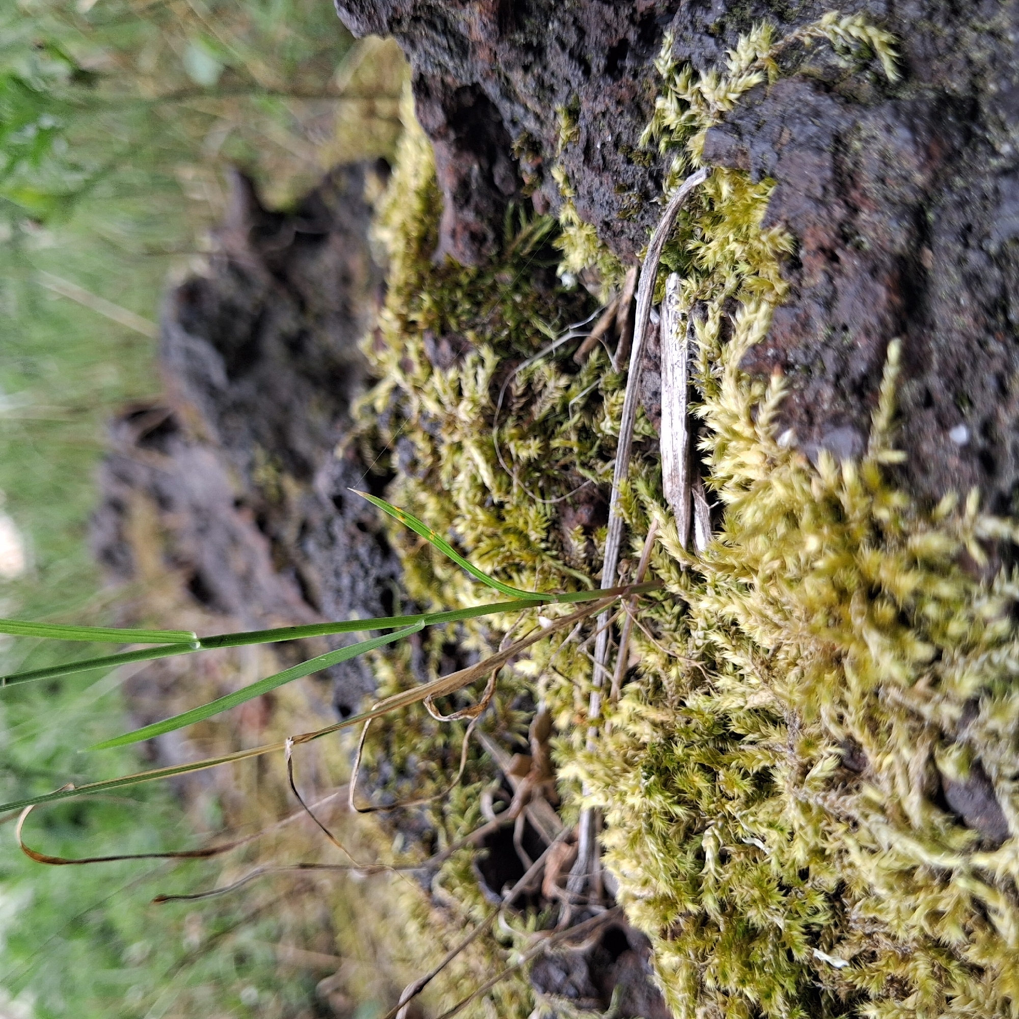 The image is a close-up, low-angle shot of moss and a single blade of grass growing on dark, textured ground. The moss is light green and yellowish, appearing soft and dense in some areas and sparser in others. Some dry, brown grass blades are intertwined with the moss. The dark ground appears rocky and uneven. In the background, more green foliage is visible, out of focus. A small spider web is faintly visible. The scene is outdoors, likely in a natural or semi-natural environment within the city of Irpin, Ukraine, potentially indicating an area where vegetation is reclaiming damaged or disturbed land. There are no people or animals present in the image.