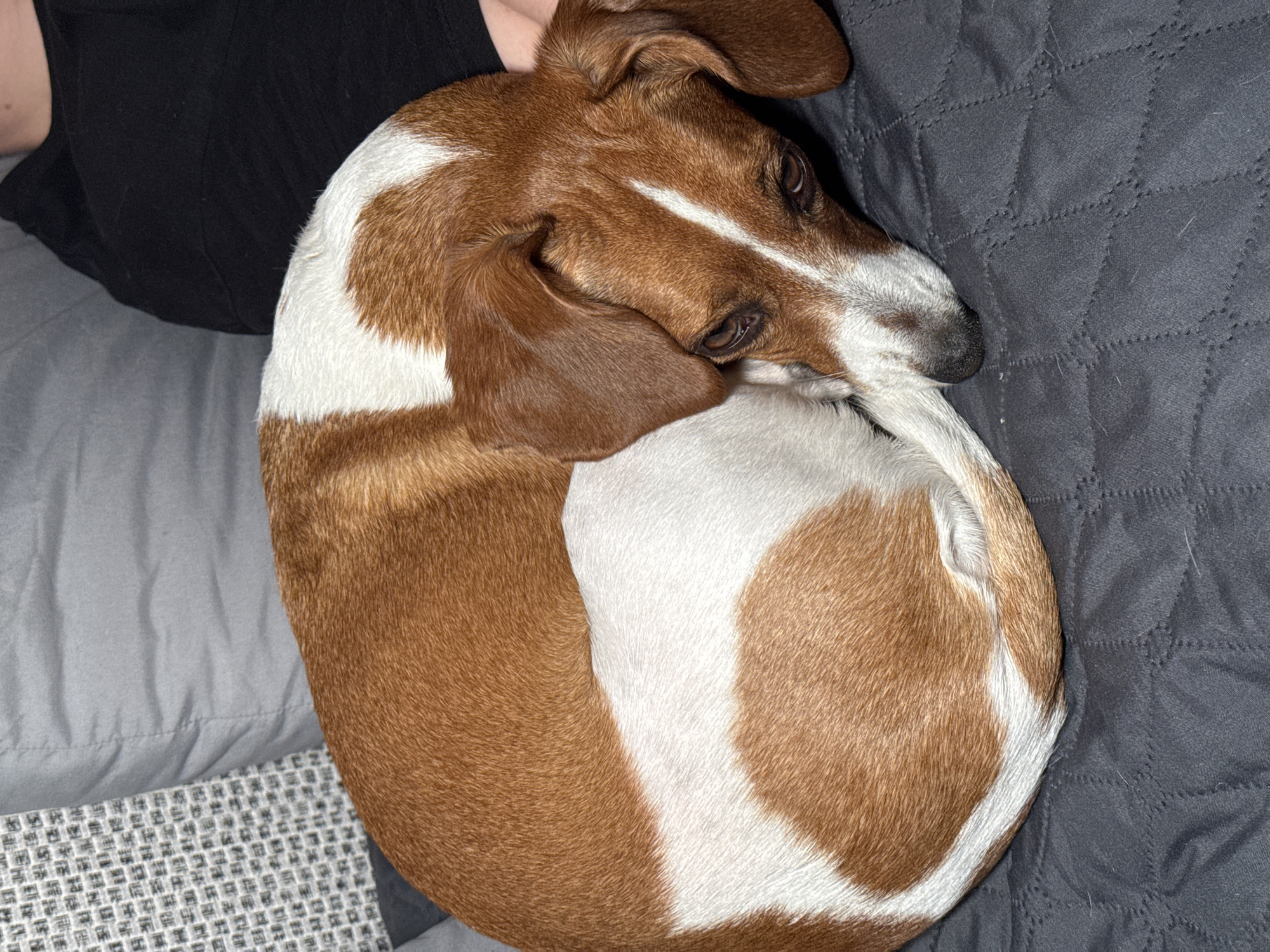 The image shows a brown and white dog curled up in a tight circle on a bed or sofa. The dog's head is tucked in towards its tail, and its eyes are visible. The background includes a dark gray quilted blanket, a gray surface, and part of a person's black shirt. The environment suggests an indoor setting, possibly a home. There is no indication of the city of Fadeevskii, Russia.
