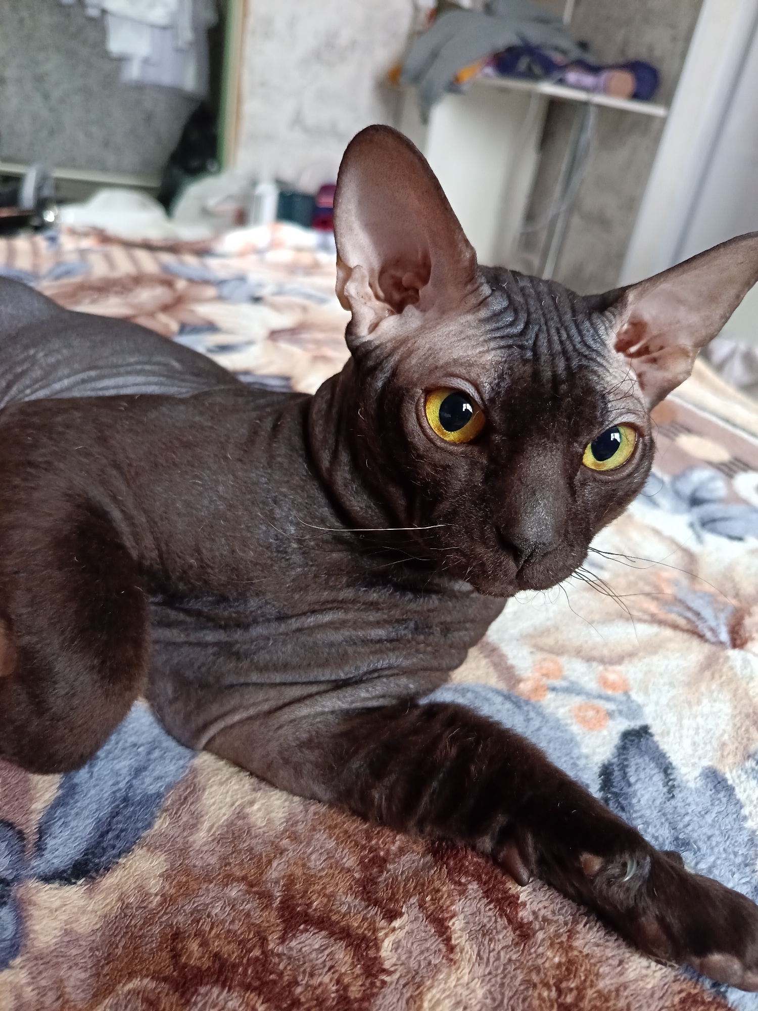 A close-up shot depicts a dark-brown Sphynx cat lying on a patterned blanket. The cat is the primary subject, filling much of the frame. It has large, golden eyes and prominent ears. The blanket beneath it displays a mix of blue, gray, and brown patterns. The background is blurred, but suggests an interior setting, possibly a bedroom, with items on a shelf visible in the upper left corner. There is no evidence to suggest the location of this image is the city of Osa, Russia.