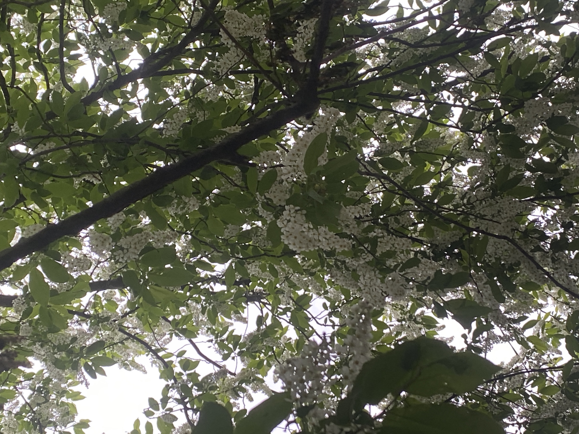 The image shows a view looking up into the canopy of a tree with green leaves and white flowers. The branches of the tree are visible against the bright sky. The photo may have been taken in Chaikovsky, Russia.