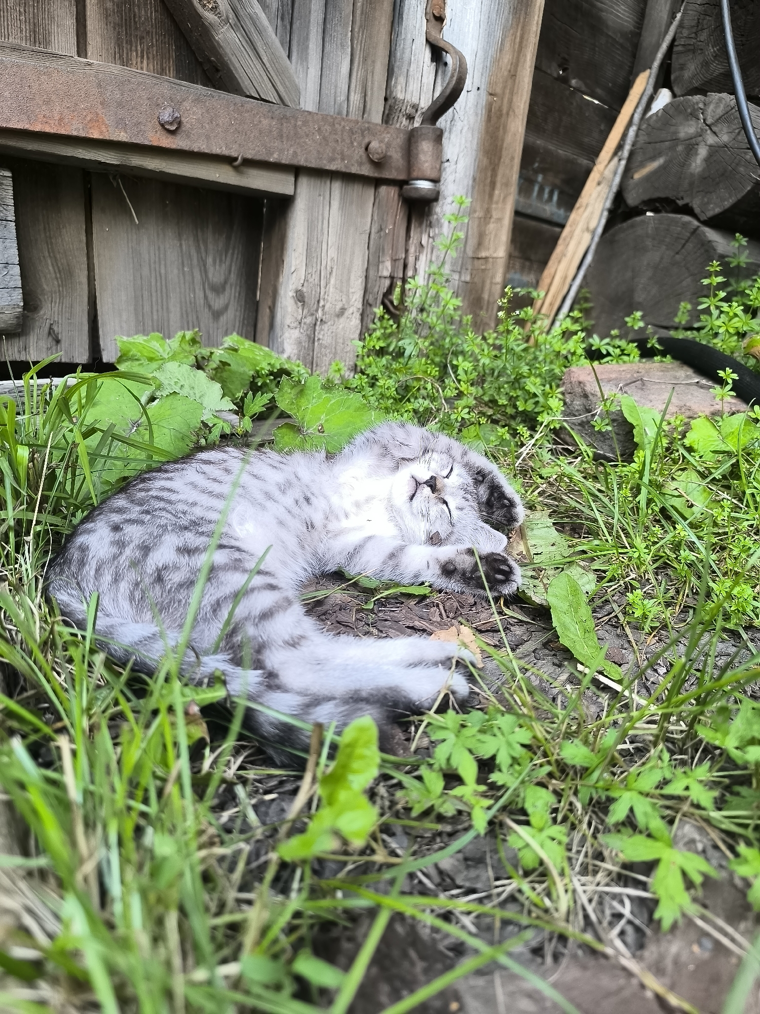 A gray and white tabby kitten sleeps curled up on the ground in front of a weathered wooden structure. The kitten is surrounded by green grass and foliage. The wooden structure appears to be a door or wall, with a rusty metal hinge visible. In the background, a stack of logs and more wooden planks can be seen. The scene suggests an outdoor setting, possibly in a rural or rustic environment. The location is identified as Kashino, Russia.