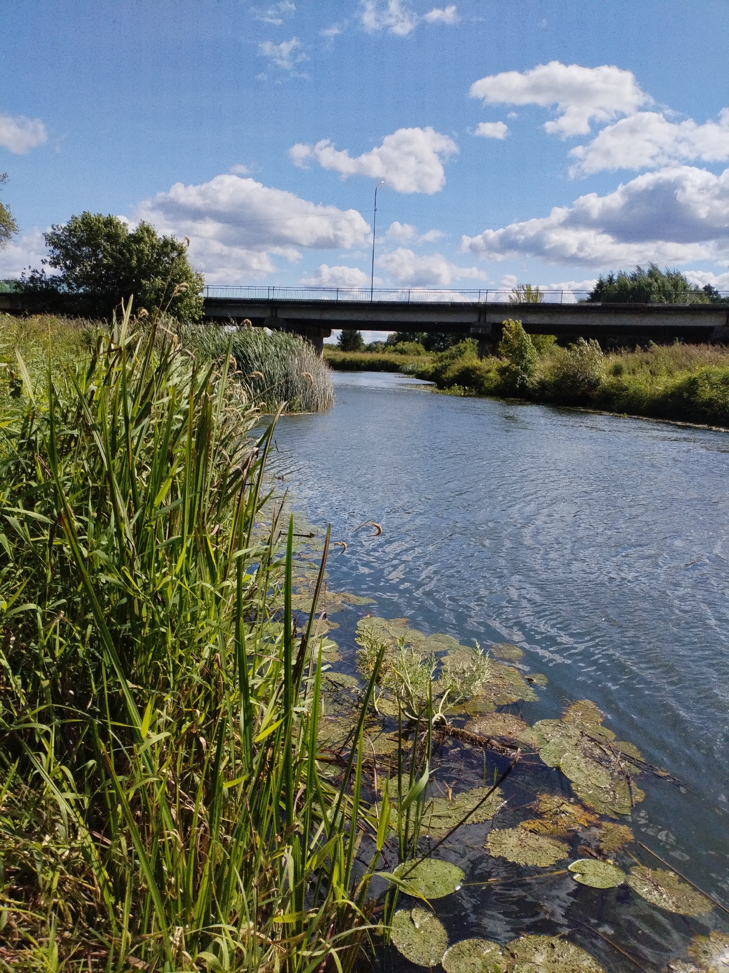 The image depicts a natural scene along a riverbank, likely in Bialynichy, Belarus, as suggested by contextual information. In the foreground, tall green reeds and grasses line the left bank, with some submerged lily pads visible in the shallow water closer to the shore. The river itself is wide, with gentle ripples on its surface, reflecting the blue sky and scattered white clouds.
In the mid-ground, a concrete bridge spans the river, supported by visible piers. The bridge appears to be part of a road or railway, with railings along its edges and some vegetation growing on its sides and embankments. The surrounding banks are densely covered with trees and more reeds, creating a verdant landscape. The sky is a clear blue, with several fluffy white clouds contributing to the bright, sunny atmosphere. No people are visible in the image. The overall scene is peaceful and natural.