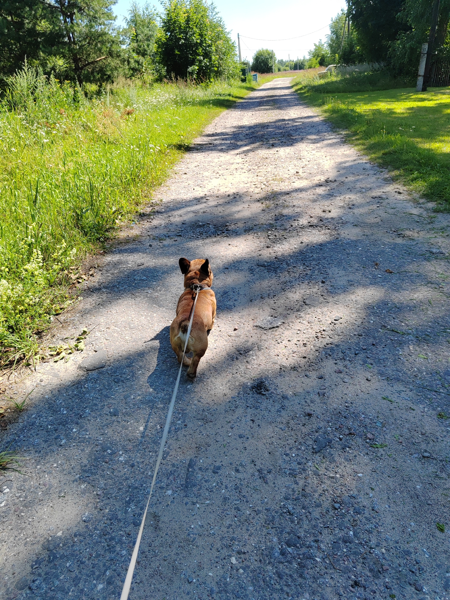 A brown dog with a black collar and leash is walking on a gravel road. The dog is facing away from the camera and is in the foreground. The road is lined with green grass and trees on both sides. The sky is blue and clear. The image appears to have been taken on a sunny day.