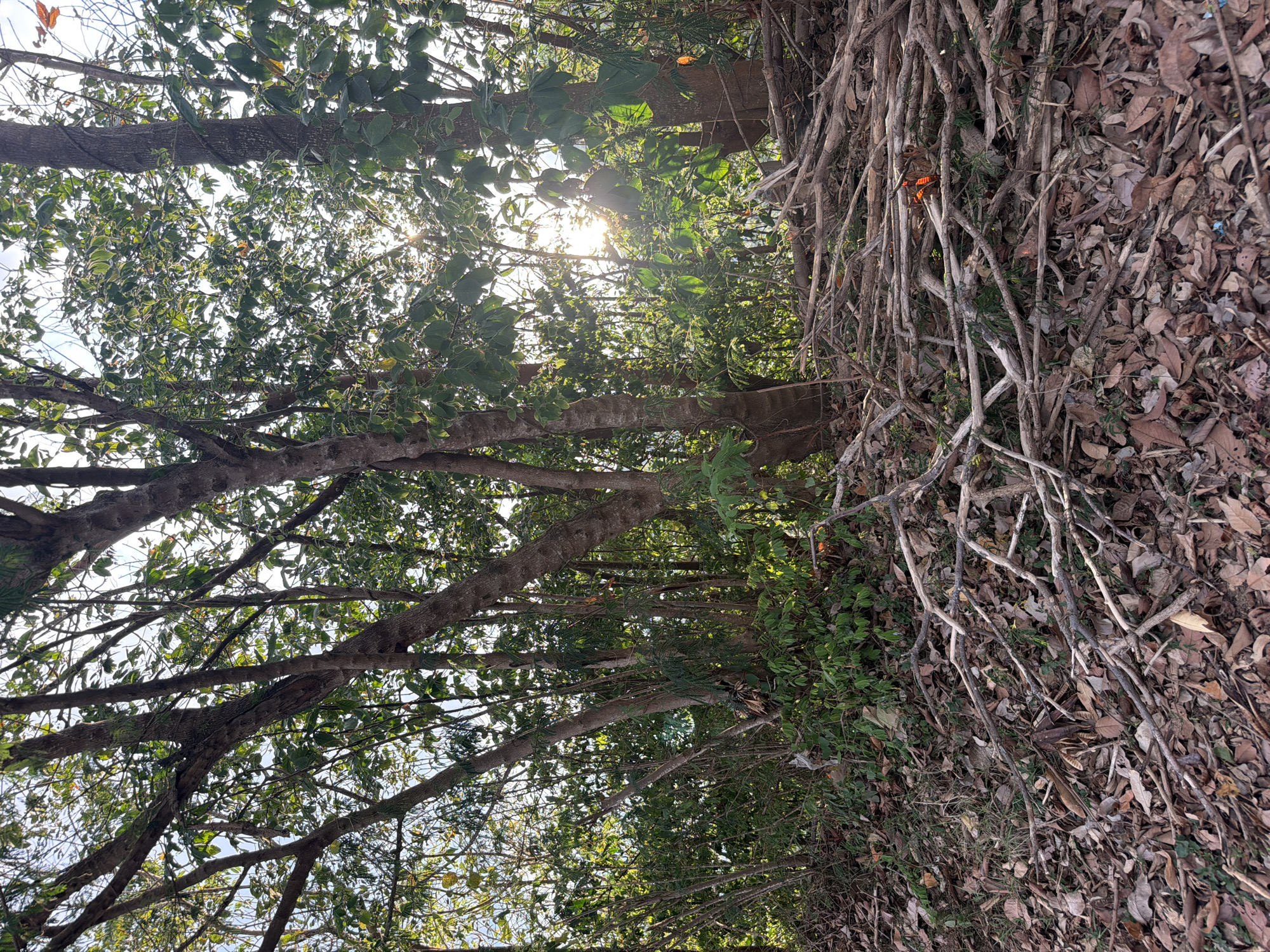 This image captures a dense forest scene with sunlight filtering through the leaves of numerous trees. The ground is covered in a thick layer of fallen leaves and dry branches, suggesting an outdoor environment in Baan Thong Po, Thailand. The foliage is predominantly green, with some patches of brown and yellow leaves indicating autumn or a dry season. The sunlight creates a dappled effect on the ground and tree trunks, highlighting the textures of the bark and leaves. There are no people or animals visible in the image, and no specific actions or interactions are depicted. The overall impression is one of a natural, undisturbed woodland area.