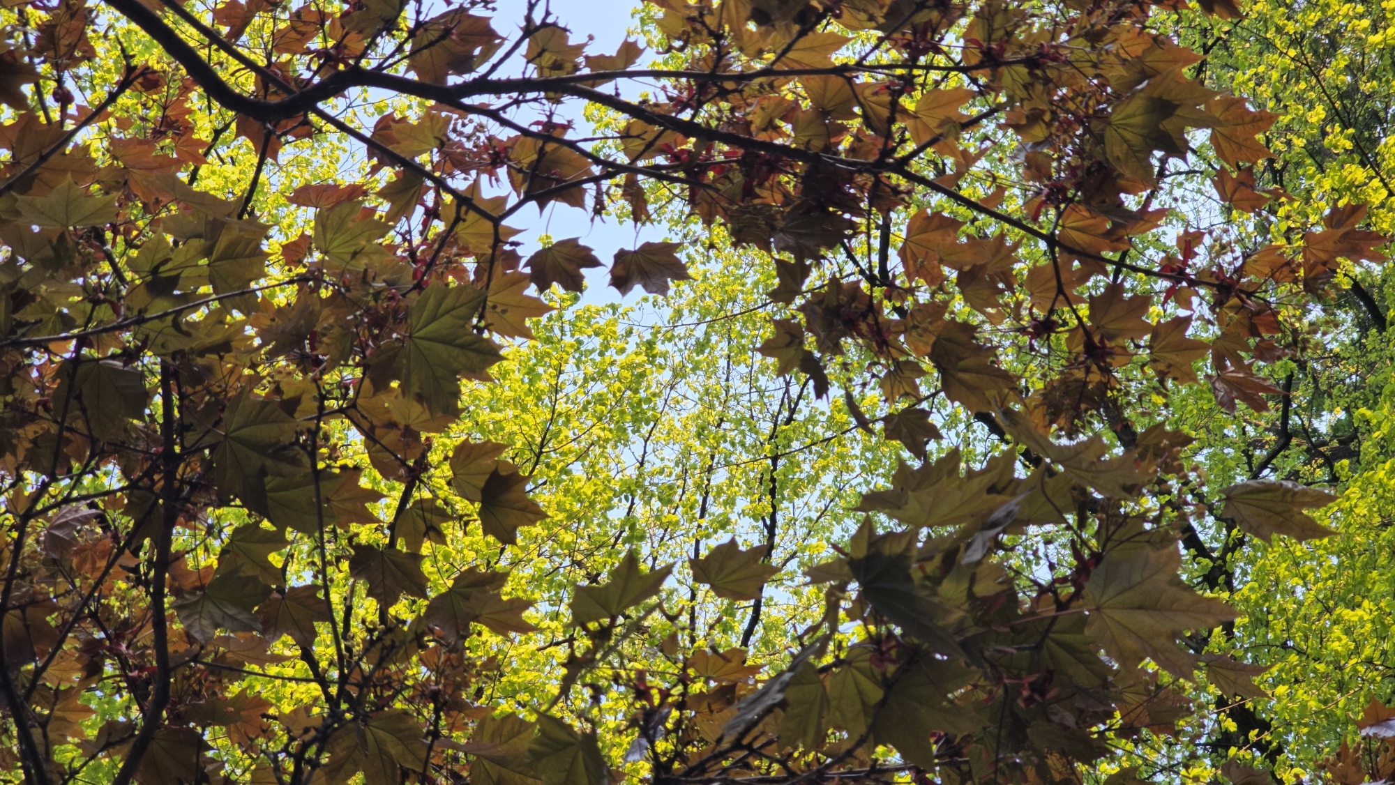 The image depicts a view looking upwards through a canopy of trees, possibly in a park or wooded area within Saint Petersburg, Russia. The trees are predominantly maple, evidenced by the characteristic leaf shape. The leaves vary in color, with some displaying shades of brown and others a vibrant green. Through the gaps in the canopy, glimpses of the sky are visible. The photo seems to have been taken during the day, and the presence of varying shades of leaves suggests either the beginning or end of the growing season. No people or animals are visible in the image.