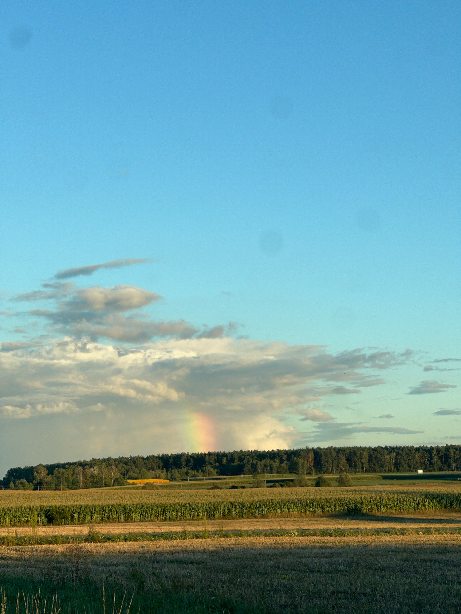 In Jeżewo Nowe, Poland, a pastoral landscape is depicted under a vast expanse of blue sky dotted with scattered clouds. In the distance, a dense line of dark green trees forms the horizon. In front of the treeline, a bright yellow structure, possibly a building or shed, is visible. The foreground is dominated by agricultural fields. A section of a tall, green crop, likely corn, stretches across the middle ground. In front of this, a field of harvested stubble, appearing dry and light brown, occupies the lower portion of the image. A faint rainbow arcs across the sky over the treeline, suggesting recent rainfall. The overall scene is serene and rural, with no people or animals present.