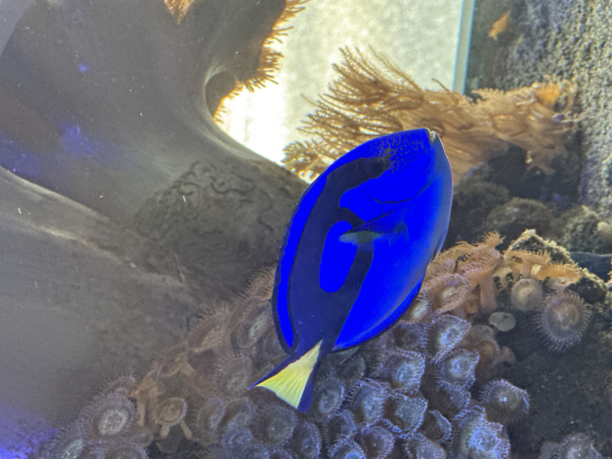 The image shows a blue tang fish swimming in an aquarium. The fish is bright blue with black markings and a yellow tail. It is surrounded by coral and other marine life. The aquarium is located in the city of Puebla, Mexico.