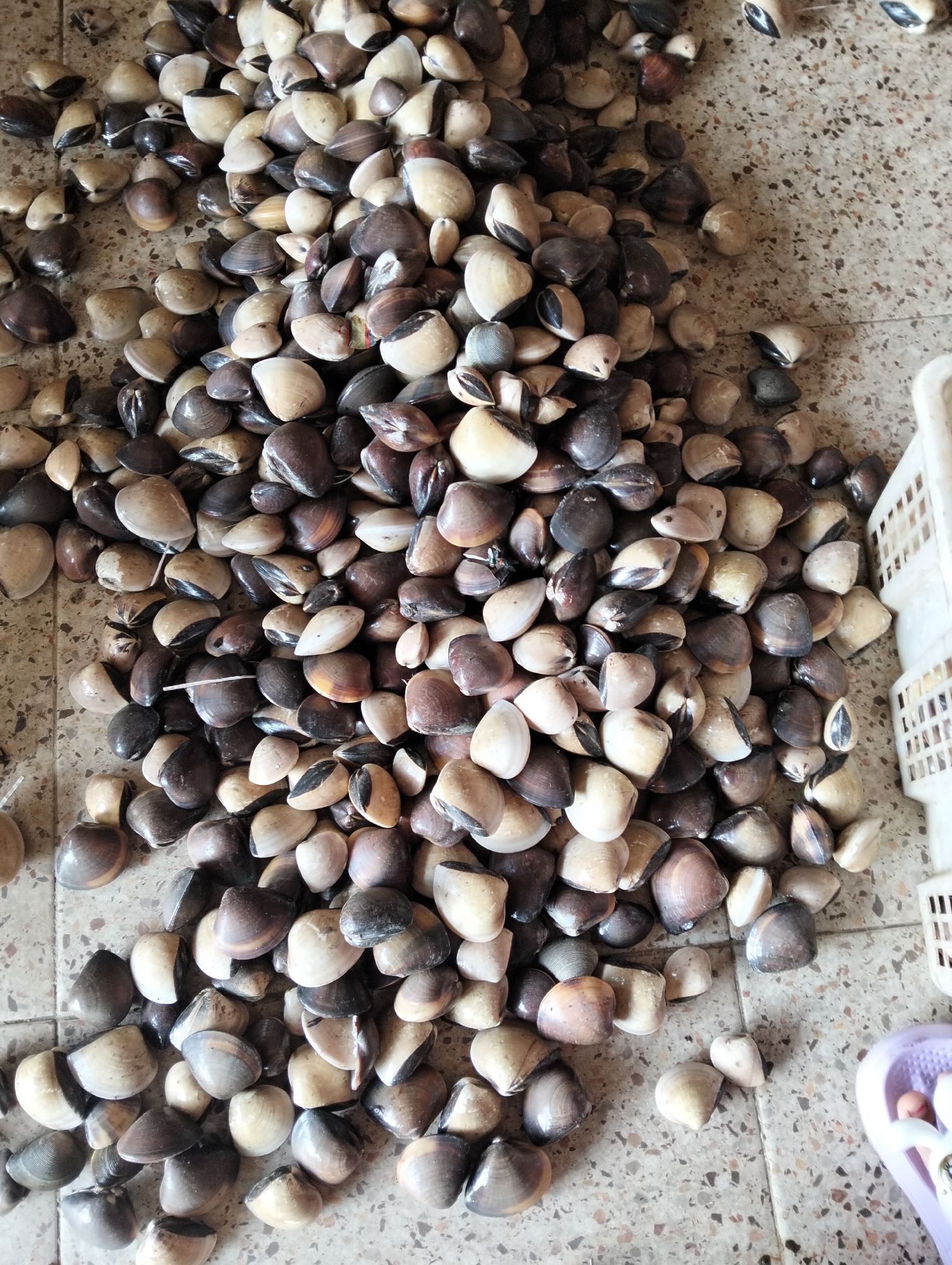 A large pile of clams is displayed on a textured floor, likely in a market setting in Muncar, Indonesia. The clams are varied in size and color, ranging from dark brown and black to lighter shades of beige and white. Many of the clams are partially opened, revealing their interiors. The floor appears to be concrete or a similar hard surface, with visible grout lines and a speckled pattern. To the right of the clams, a white plastic basket with a grid pattern is partially visible, suggesting the clams are either being stored or displayed for sale. A small section of a purple object, possibly a small basket or container, is also visible in the lower right corner. The lighting suggests an indoor or shaded outdoor environment. There are no people visible in the frame.