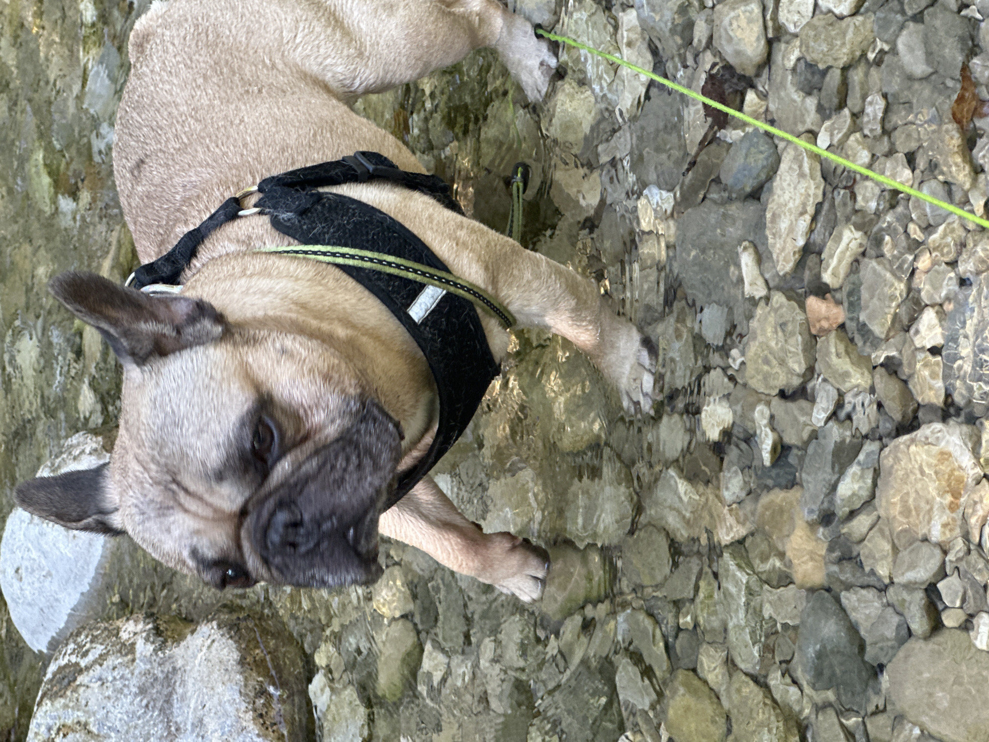 A tan French Bulldog wearing a black harness stands in a shallow, rocky stream. The dog's front paws are submerged in the clear water, and its head is turned to the left, looking downwards. The background consists of more rocks and a large, light-colored boulder to the left of the dog. A bright green leash is visible extending from the dog's harness and trailing towards the bottom right of the image. The scene appears to be in Iška, Slovenia, based on the surrounding natural environment of a stream and rocks, which is characteristic of the area.