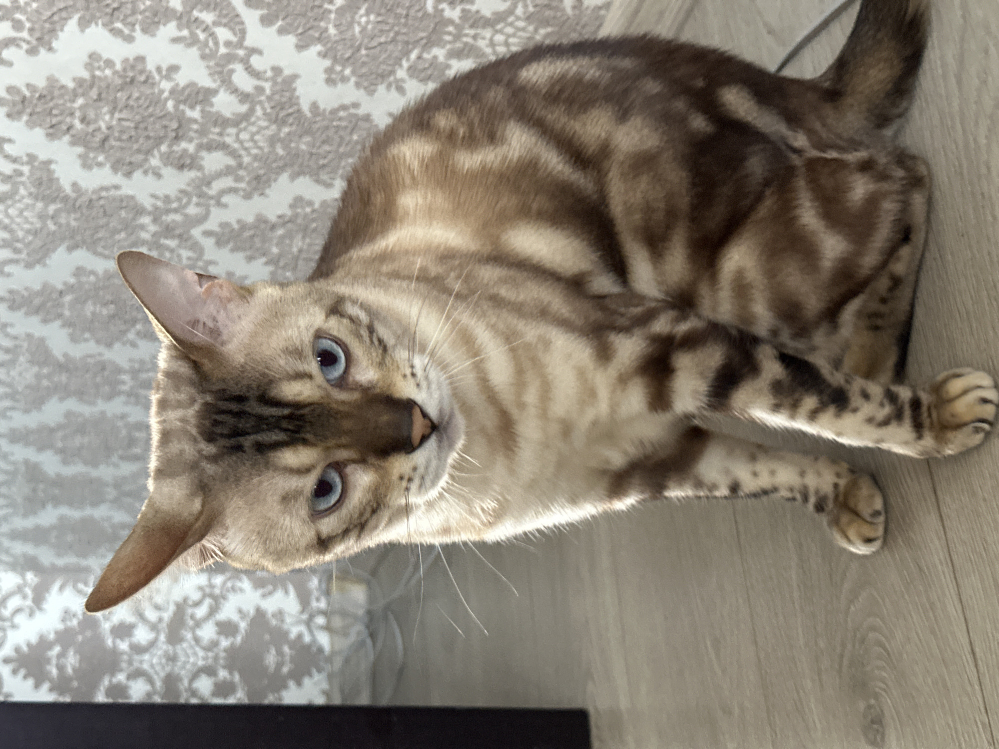 A Bengal cat with blue eyes and brown tabby markings sits on a light wooden floor. The cat is facing the camera with its body angled to the right. Behind the cat, a wall is covered with a light gray damask-patterned wallpaper. To the left of the cat, a dark vertical object, possibly a doorway or furniture, is partially visible. The cat's expression appears neutral or slightly wary. The lighting suggests an indoor environment. There are no people or interactions visible. The image is taken from a slightly elevated perspective. The location in Energetik, Russia, is not discernible from the visual elements of the image.
