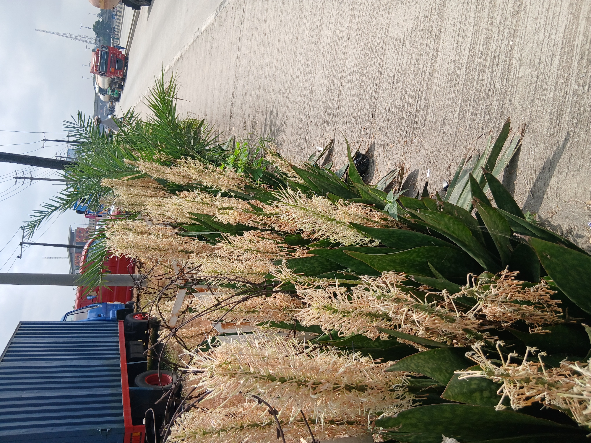The image captures a roadside scene in Lagos, Nigeria, featuring a dense cluster of flowering snake plants with tall, pale yellow inflorescences in the foreground. Behind the plants, a weathered concrete sidewalk runs alongside a paved road where several trucks are visible, including a blue container truck on the left and red tanker trucks further down the road on the right. The environment suggests a busy urban setting with an overcast sky. A palm tree with green fronds arches over the flowering plants, adding to the tropical ambiance. The presence of vehicles and infrastructure indicates a developed, albeit somewhat industrial, area within the city.