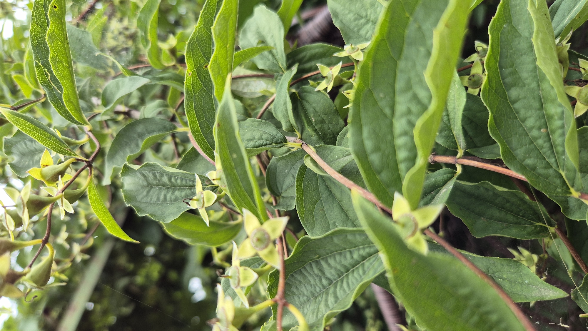 The image shows a close-up view of a plant with green leaves and small, pale green, star-shaped flowers. The plant appears to be growing outdoors in a natural setting. There are thin, reddish-brown stems and some spiderwebs are visible in the background. The leaves are ovate with serrated edges and prominent veins. The flowers have four petals and are clustered on the stems. The background is blurred, but suggests a leafy environment with hints of other plants and possibly a wooden structure. This scene is located in Doirentsi, Bulgaria.