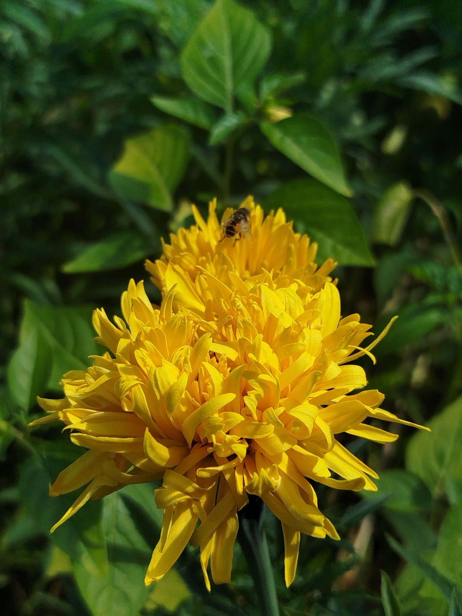 A close-up shot focuses on a bright yellow, multi-petaled flower in full bloom. A bee, with distinct stripes on its abdomen, is perched on the petals of the flower, appearing to collect pollen. The background is a blur of green foliage, suggesting an outdoor garden or natural setting. The lighting indicates it is daytime, with sunlight illuminating the flower and casting subtle shadows. The image does not contain any specific landmarks or elements that would allow for pinpointing its location within Zavodoukovsk, Russia.