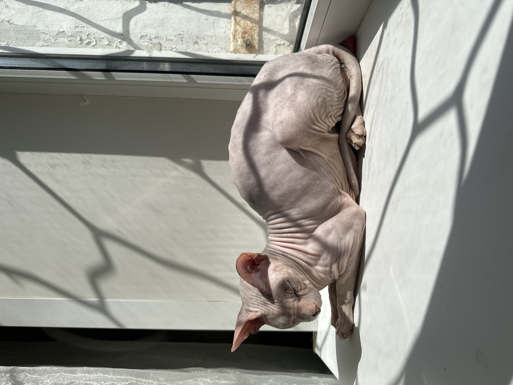 A hairless cat, likely a Sphynx breed, is resting on a white windowsill. The cat is facing left with its eyes closed and paws tucked underneath its body. The sun is casting a dappled shadow across the cat and the windowsill, creating a textured pattern. The background shows a white wall and a window with visible peeling paint. This scene does not provide any specific information to determine its location within the city of Togliatti, Russia.