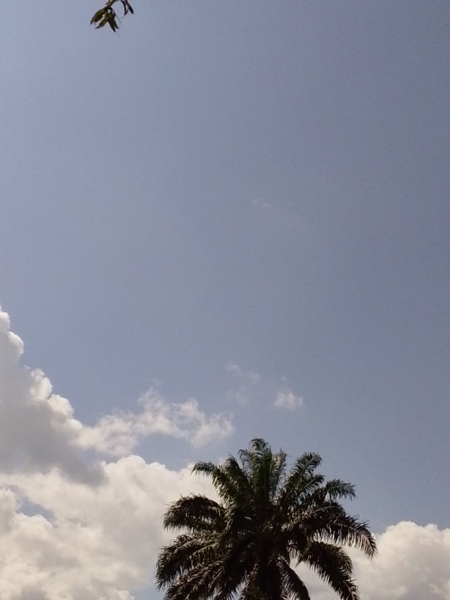 The image shows a clear blue sky with a few scattered white clouds. In the lower right corner, the top of a palm tree is visible, with its dark green fronds silhouetted against the sky. In the upper left corner, a small cluster of green leaves hangs from a branch, also against the sky. The scene is likely outdoors, under natural daylight. The image does not contain any identifiable landmarks or specific details that would place it in Serti, Nigeria.