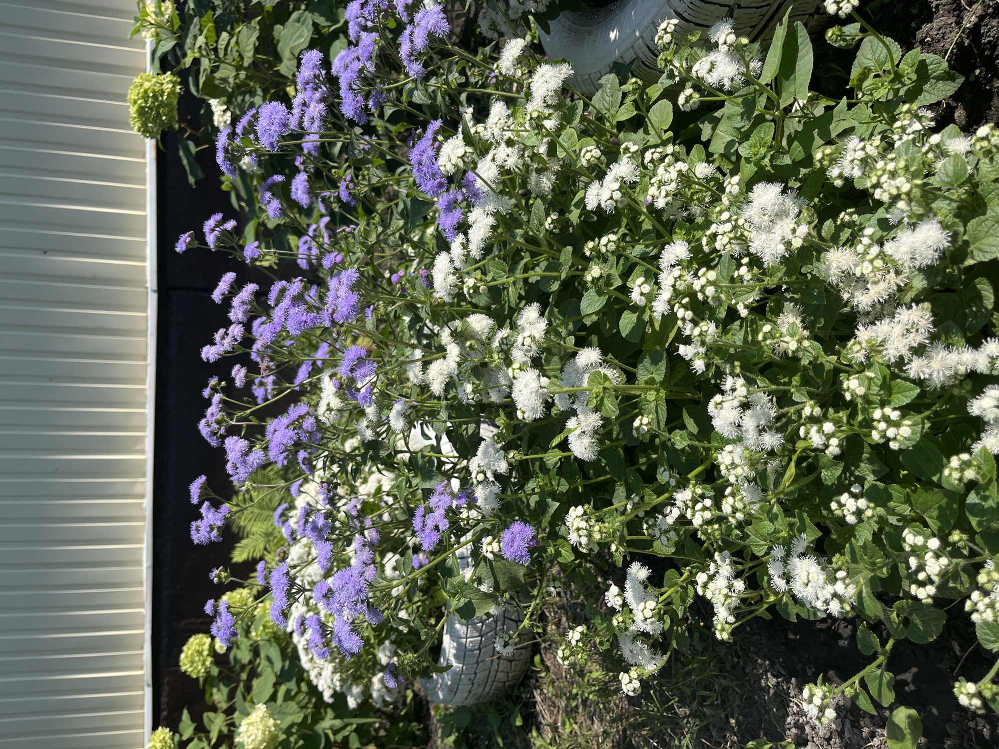 The image shows a close-up view of a garden bed with a variety of flowers. There are clusters of small, fluffy white flowers and taller plants with delicate purple flowers. The flowers are in full bloom and appear healthy. The background consists of a pale yellow, corrugated wall, possibly part of a building. To the left and right, parts of white, weathered tires are visible, suggesting they might be used as planters or edging. The ground appears to be dark soil with some dry grass and leaves. The lighting suggests it is a sunny day. The scene is located in the city of Saratov, Russia. There are no people or animals visible in the image.
