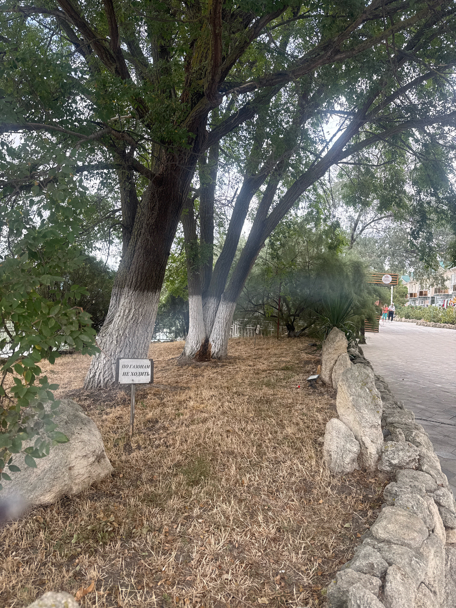 The image depicts a park-like setting in Anapa, Russia, featuring a paved walkway on the right side, bordered by a low stone wall. The walkway appears to be a public thoroughfare with a few indistinct figures visible in the background, suggesting a mild daytime activity. To the left of the walkway, there is a patch of dry grass and several large trees with whitewashed trunks. A small sign with Cyrillic text, "ПО ГАЗОНАМ НЕ ХОДИТЬ" (Do not walk on the grass), is planted in the grass near one of the trees. The trees are leafy and mature, with a dense canopy overhead. The environment suggests a well-maintained outdoor space, possibly a promenade or a park adjacent to a populated area, given the buildings visible in the far background. The presence of the sign indicates an effort to preserve the grassy areas.