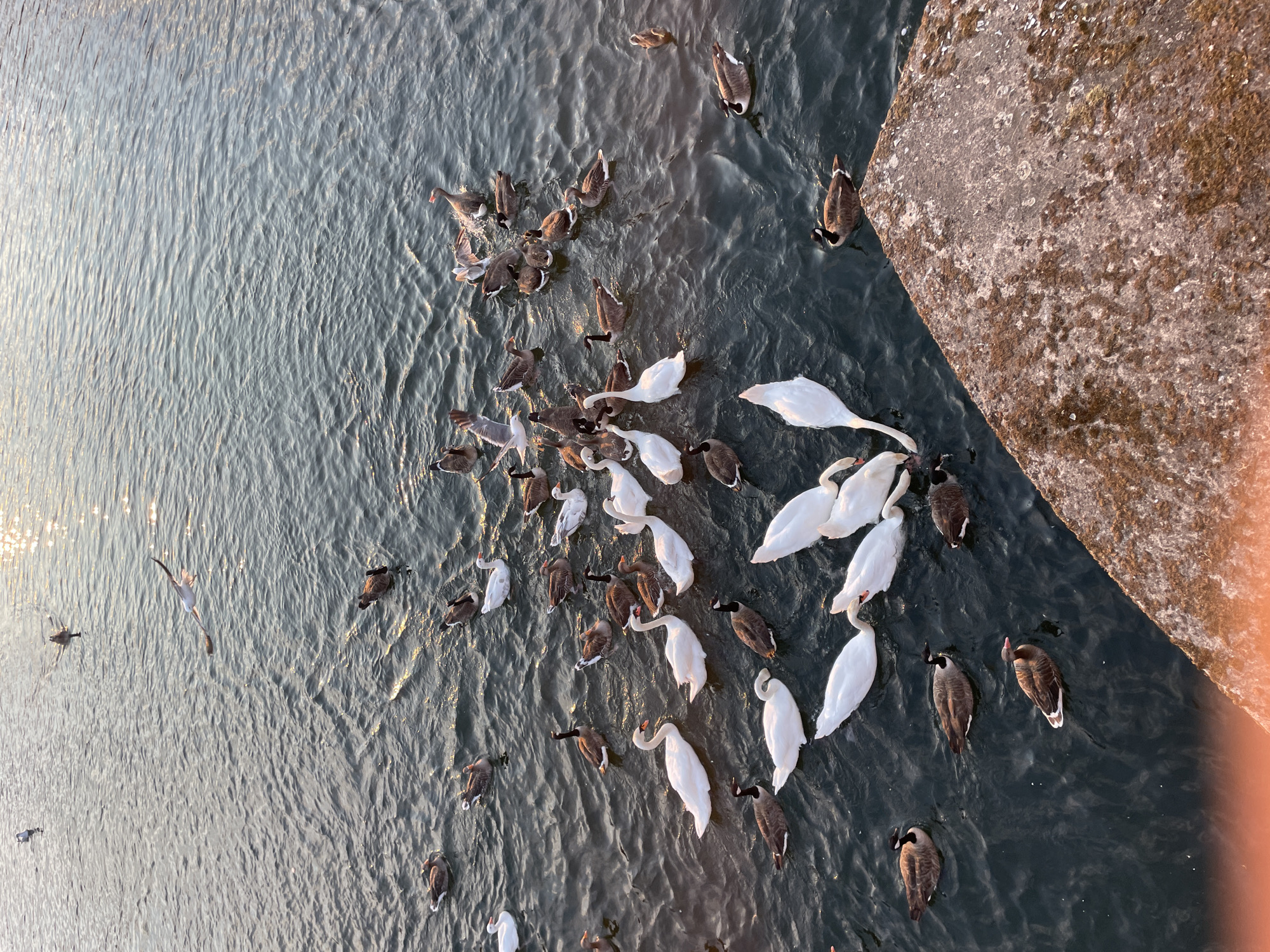 This is an aerial, medium-shot, eye-level photograph of a flock of swans and geese gathered in a body of water, likely the River Thames, near Reading, United Kingdom. The water is dark and rippled, reflecting sunlight. The flock consists of approximately 30-40 birds, mostly white swans and brown and black geese. Some birds are swimming, while others appear to be feeding or interacting with each other. The birds are clustered together in the center of the frame, with a few individuals scattered in the distance. In the foreground, a portion of a textured, moss-covered stone structure is visible on the right side of the frame, possibly part of a bridge or embankment. The overall scene depicts a natural gathering of waterfowl in an urban waterway.
