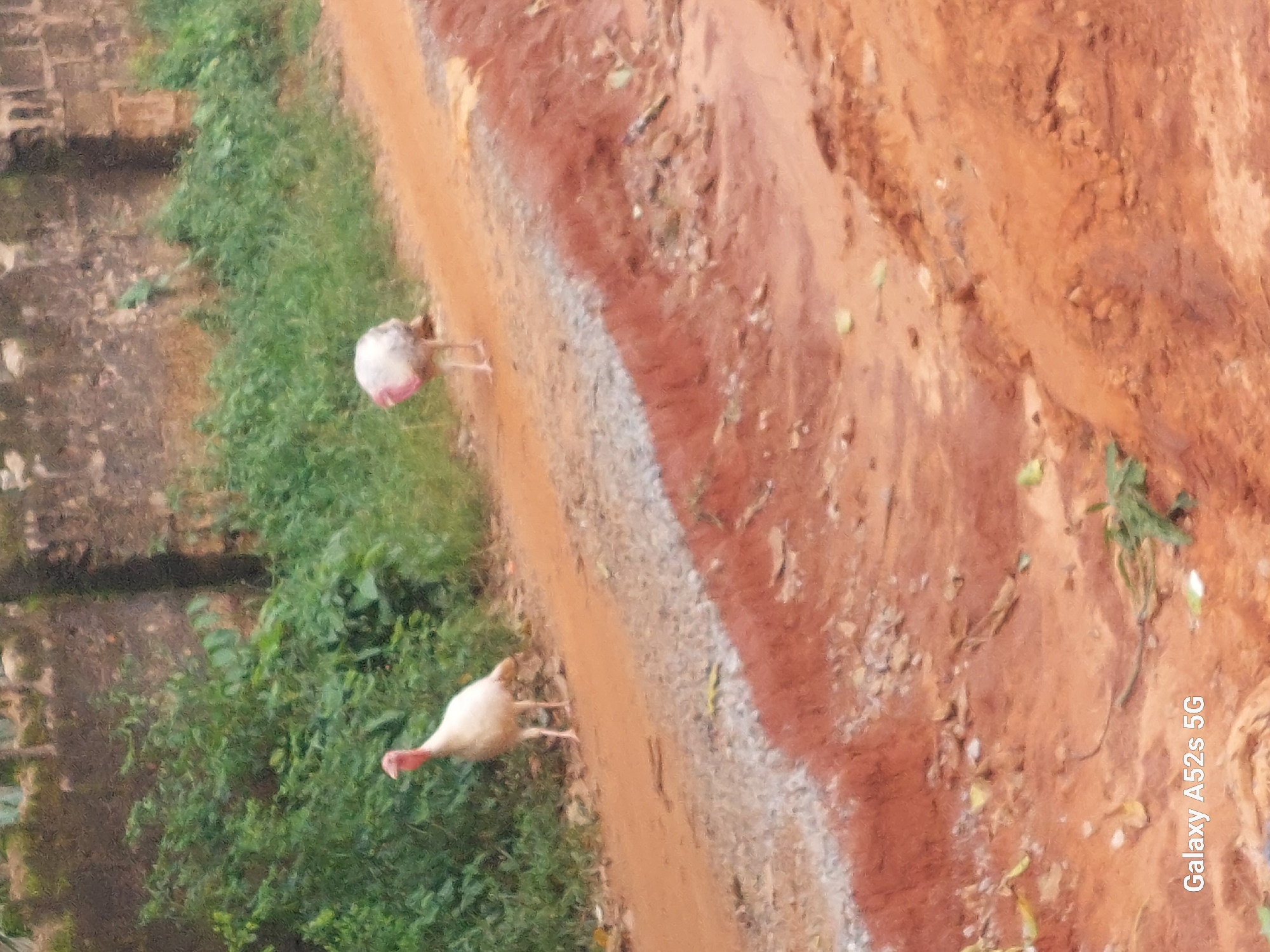 The image depicts two white turkeys standing on a dirt path in a rural area. The turkey on the left is facing left with its head extended, while the turkey on the right is facing away from the camera. The path is bordered by green foliage on the left and a muddy embankment on the right. In the background, there is a stone wall and more vegetation. The scene appears to be in a natural or semi-rural setting. The image also has a watermark at the bottom left corner that reads "Galaxy A52s 5G". This suggests the photo was taken with a Samsung Galaxy A52s 5G mobile phone.