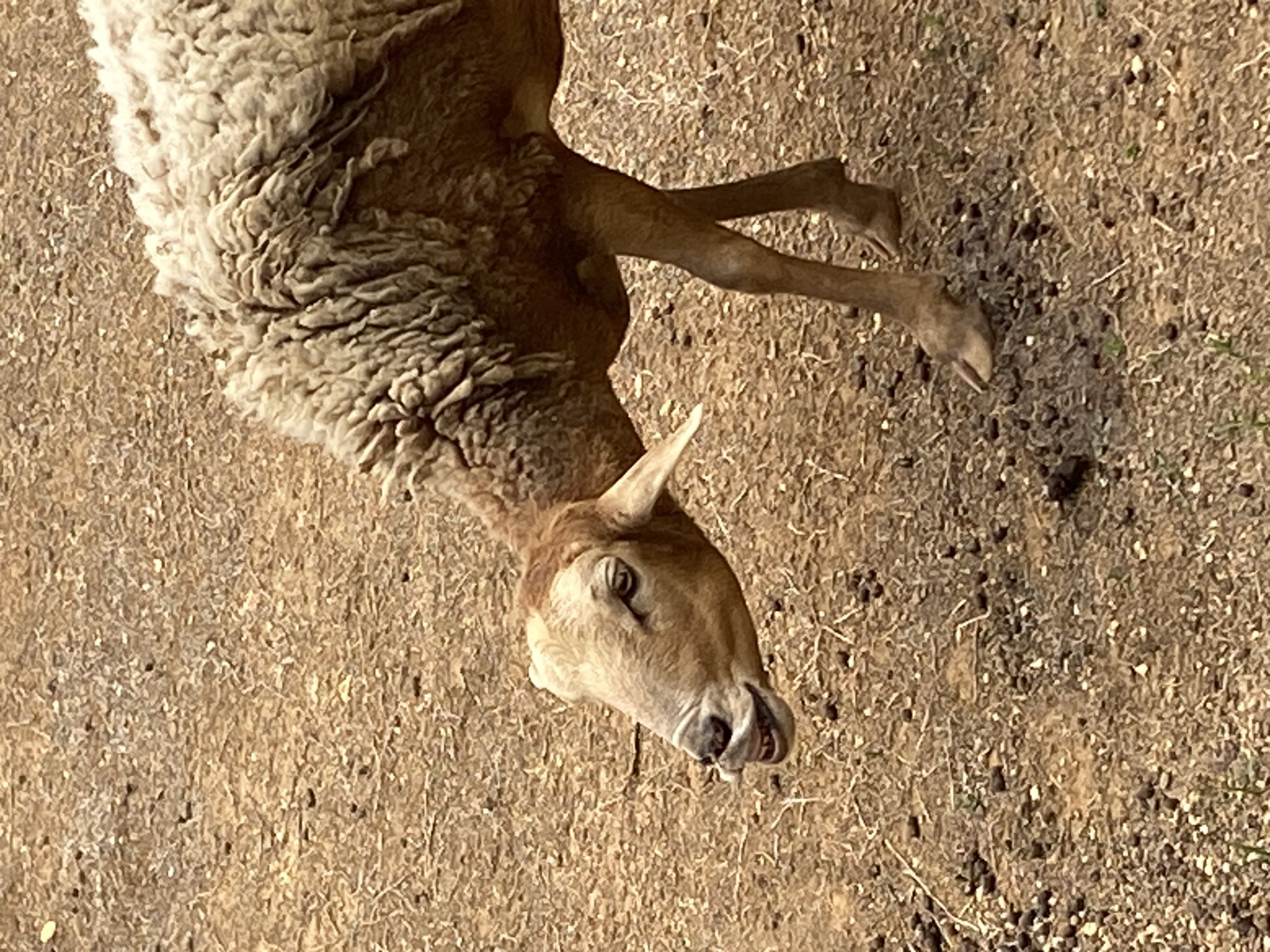 A deceased sheep lies on the ground. The sheep has a light tan head and legs and a thick, white fleece. The ground is dry and brown. The image was taken in Tinaquillo, Venezuela.
