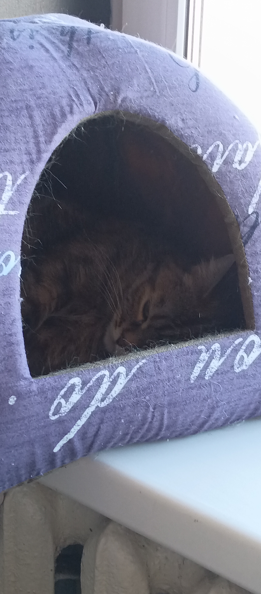 A fluffy brown tabby cat is asleep inside a purple cat bed with white script on it. The cat bed is sitting on a white windowsill in front of a white painted radiator. The location is unknown.