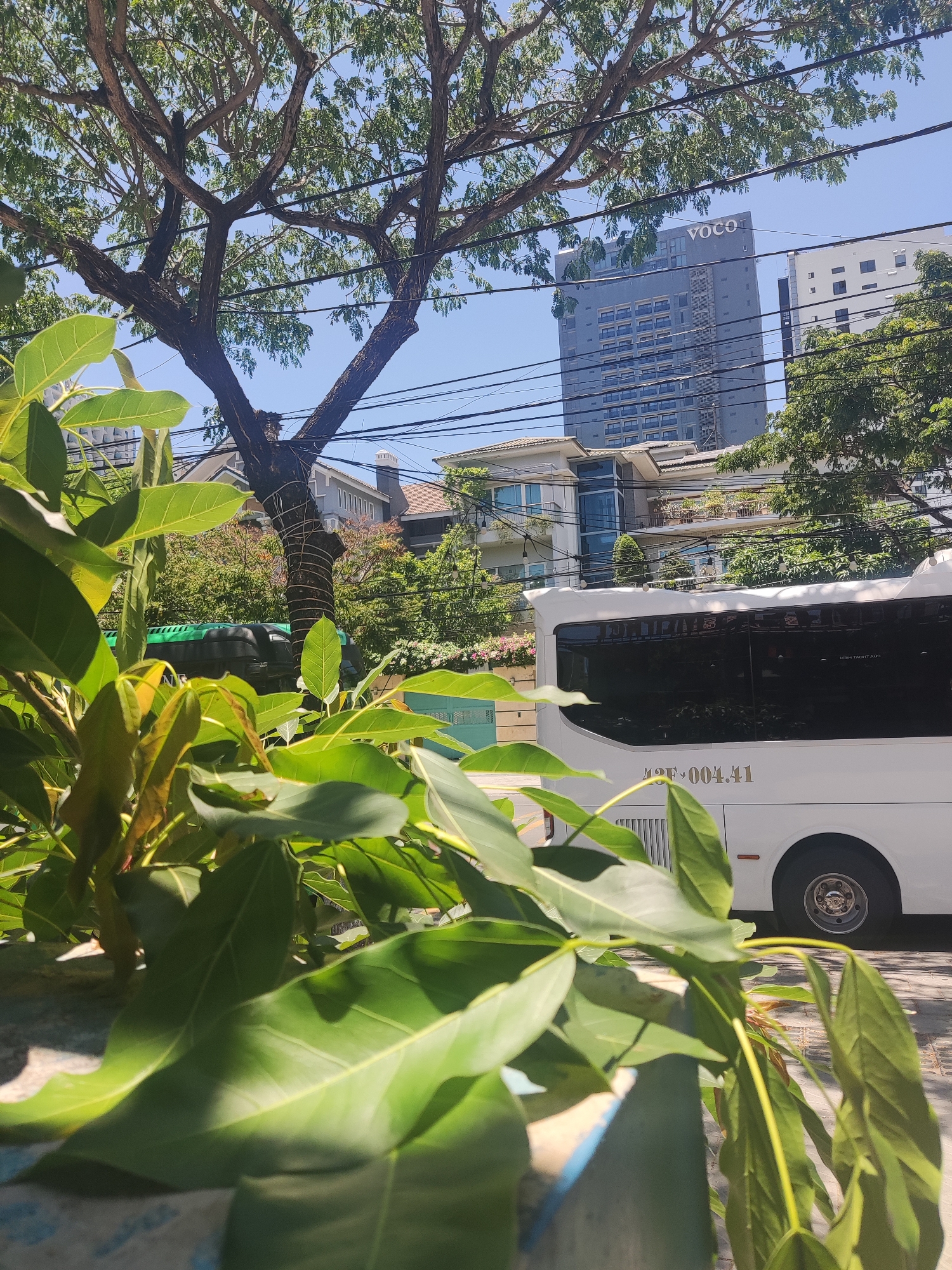 The image captures a vibrant urban street scene in Đà Nẵng, Vietnam, under a clear, bright blue sky. Lush green foliage dominates the immediate foreground, with large leaves partially obscuring the view from a low vantage point.
In the mid-ground, a large, mature tree with thick, gnarled branches and ample green leaves extends across the left and upper-center, its trunk wrapped in white material. Below and to the right of the tree, a white bus with dark tinted windows is visible, moving or parked on the street. Part of its identification number, "40F-004.41", is visible on its side, along with some mirrored text on the window that appears to be "GHAORTH TUA2M". Several modern residential buildings or houses with balconies and some greenery can be seen behind the bus and tree.
In the background, a prominent tall, gray building stands out with the word "VOCO" clearly visible near its top. To its right, another lighter-colored building is also present. Numerous overhead power lines or communication cables crisscross the sky, adding to the urban feel. The sunny weather suggests it is daytime, likely midday, with strong light casting some shadows on the leaves. No specific activity or people are distinctly visible, presenting a calm snapshot of the city environment.