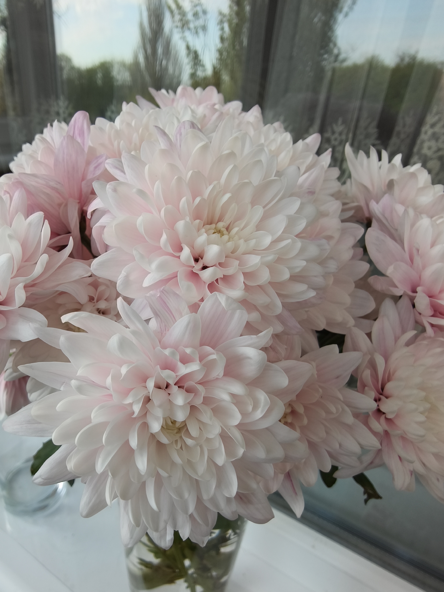 The image features a bouquet of light pink and white chrysanthemums in a glass vase, positioned in front of a window. The window has translucent curtains, and the reflection in the glass suggests an outdoor scene with trees and sky. The flowers are the primary focus, with detailed petals and a soft color palette. The location is not discernible from the image, so specifying Kryvyi Rih, Ukraine, is not possible based on the visual information.