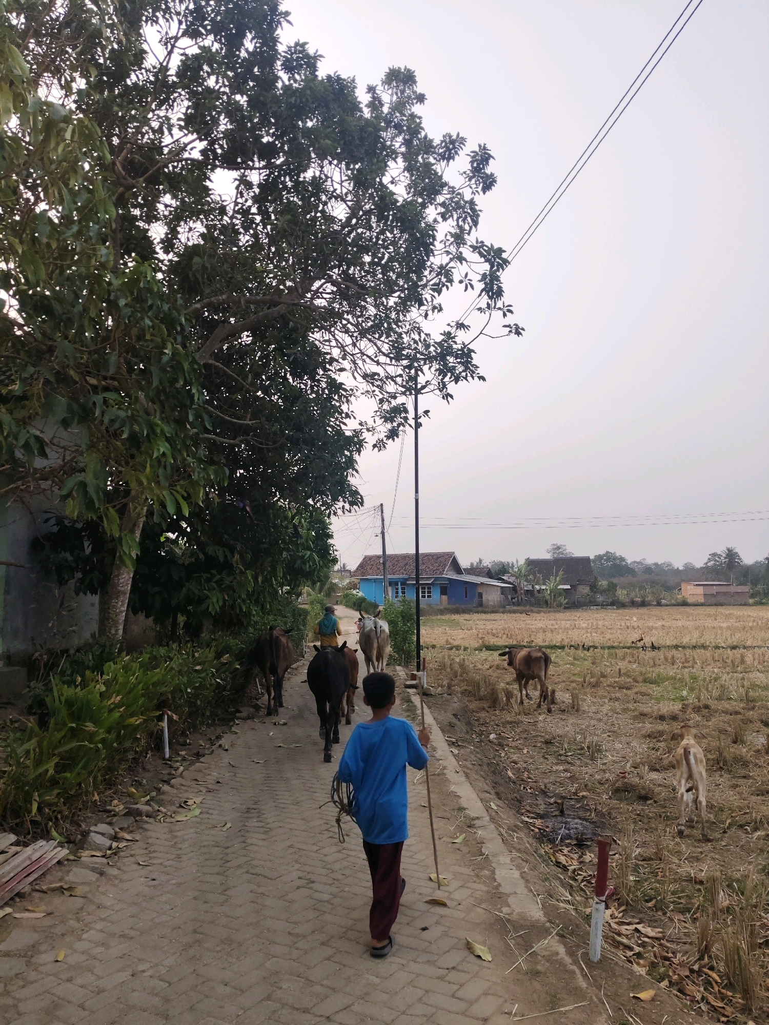 In Sidosari, Indonesia, a young boy in a blue shirt and maroon pants walks down a paved path, holding a stick. He is followed by several cows and a person on horseback, all moving in the same direction. The path is lined with lush green foliage on one side and a dry, harvested rice field on the other. Several houses, some with blue roofs and one painted blue, are visible in the distance. The sky is overcast, and power lines stretch across the frame. The scene depicts a rural setting with agricultural activities and domestic animals.
