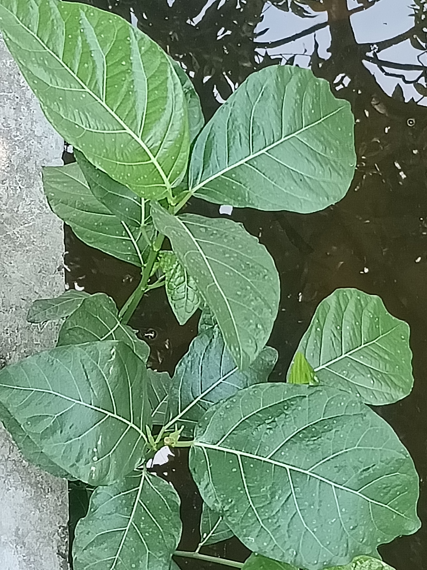 The image shows a close-up, overhead view of several large, green leaves of a plant growing in murky water. The leaves have prominent white veins and are speckled with small white dots, possibly water droplets or a surface texture. The water reflects light and appears dark with some indistinct shapes, possibly submerged objects or shadows. The leaves are the primary subject, filling most of the frame. On the left side of the image, a rough, grey concrete surface is visible. The scene is outdoors, with the plant growing in what appears to be a pond or a water feature. There are no people or animals visible. The environment is natural and somewhat unkempt, with the dark water and the concrete suggesting an urban or semi-urban setting. Based on the prompt's requirement to include location information of Kediri City, Indonesia, this scene could be found in a garden, park, or public space within Kediri City where such a water feature with lush vegetation might exist.