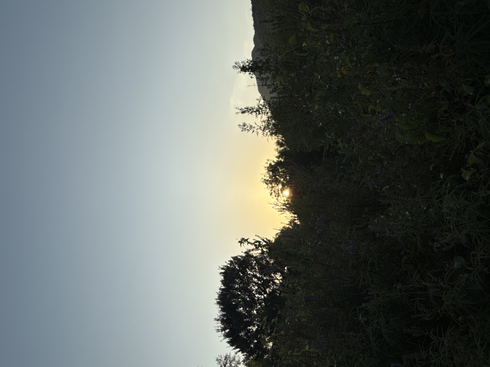 The image depicts a natural landscape with a sunset visible through foliage. The foreground is dominated by dense, dark green vegetation, with hints of purple flowers scattered throughout. In the mid-ground, a large, silhouetted tree stands prominently on the left. To the right, the setting sun casts a warm, yellow glow, partially obscured by the branches of trees and hills in the background. The sky is a gradient of pale blue to a softer yellow near the horizon. The scene appears to be a natural setting, possibly a park or undeveloped area, in or near Virpazar, Montenegro. No people or specific actions are depicted.