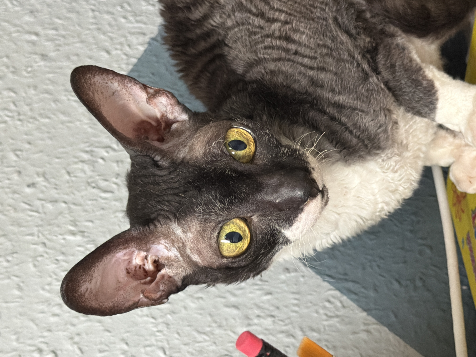 A close-up, head-and-shoulders shot features a Cornish Rex cat with striking yellow eyes and dark, curly fur. The cat's ears are large and prominent, with visible veins and speckled pigmentation. Its face is a mix of dark grey and white fur, with a black nose. The background is a textured white wall, with a faint blue surface visible to the left. A red-capped marker and an orange object, possibly a paintbrush, are partially visible on the left side of the frame. The cat is positioned in what appears to be an indoor setting. No specific location in Yekaterinburg, Russia, can be determined from the provided image.