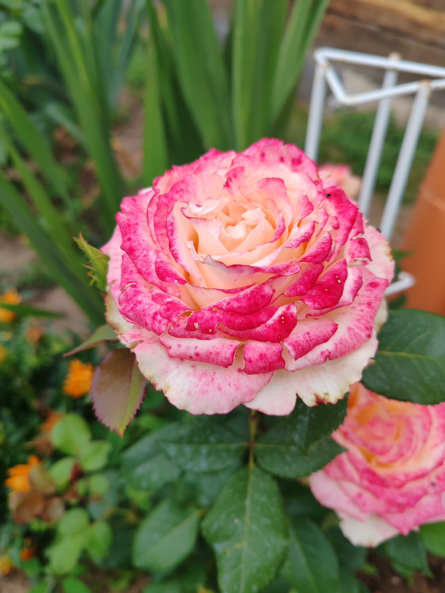 A close-up, eye-level, outdoor shot features a pink and white rose in full bloom, dominating the foreground. The rose petals exhibit a gradient of color, transitioning from a creamy white at the base to vibrant pink edges, with speckled pink markings scattered across the surface. The rose is surrounded by lush green foliage, with hints of smaller orange flowers in the blurred background. A white metal garden stake is visible to the right, partially obscured by the rose. The image appears to be taken in a garden setting, likely in Byerazino, Belarus, given the context. The lighting suggests it is daytime.