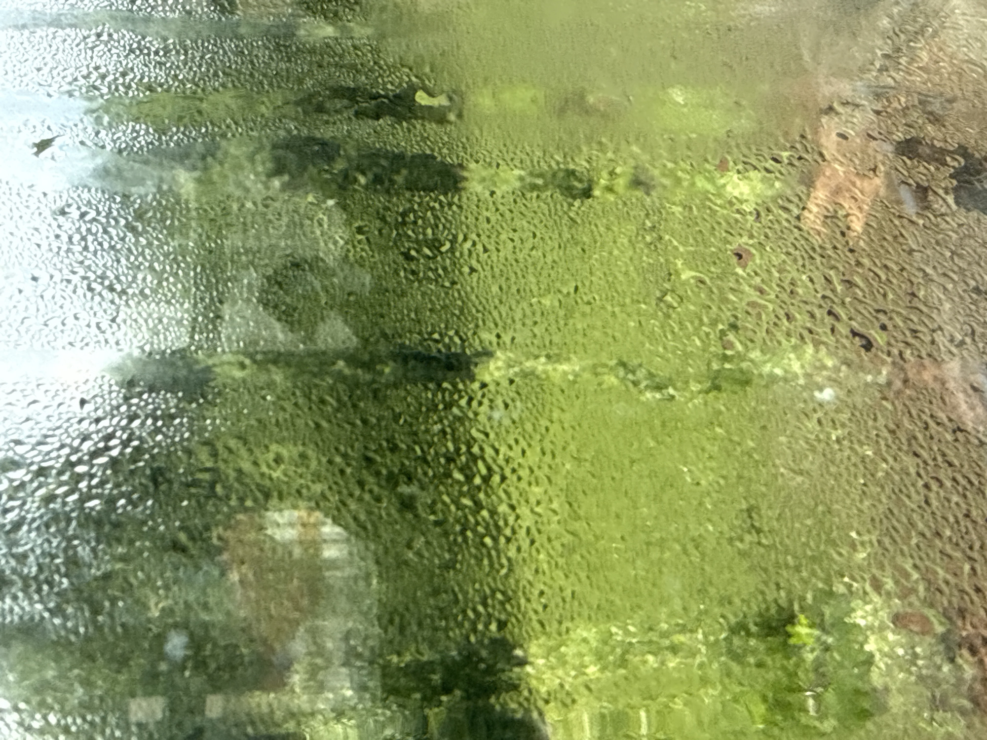 The image captures a close-up view of condensation on a windowpane, with a blurred green and brown outdoor scene visible through it. The condensation droplets create a textured, granular effect that obscures the details of the background.
The outdoor scene appears to be a natural landscape, likely a park or garden, characterized by lush green foliage. The presence of trees and what could be buildings or other structures are suggested by darker, indistinct shapes and areas of lighter brown tones, possibly indicating the sky or man-made elements.
The time of day is not explicitly discernible, but the soft, diffused light filtering through the condensation suggests it could be overcast or early morning/late afternoon. The weather is implied to be humid or rainy, leading to the formation of condensation on the window. The location is identified as Vsevolozhsk, Russia.
No people or specific objects are clearly identifiable due to the obstruction of the condensation. The overall mood evoked is one of quiet observation, perhaps introspection, with the blurred outdoor world offering a sense of distance and mystery. There is no visible text within the image.
