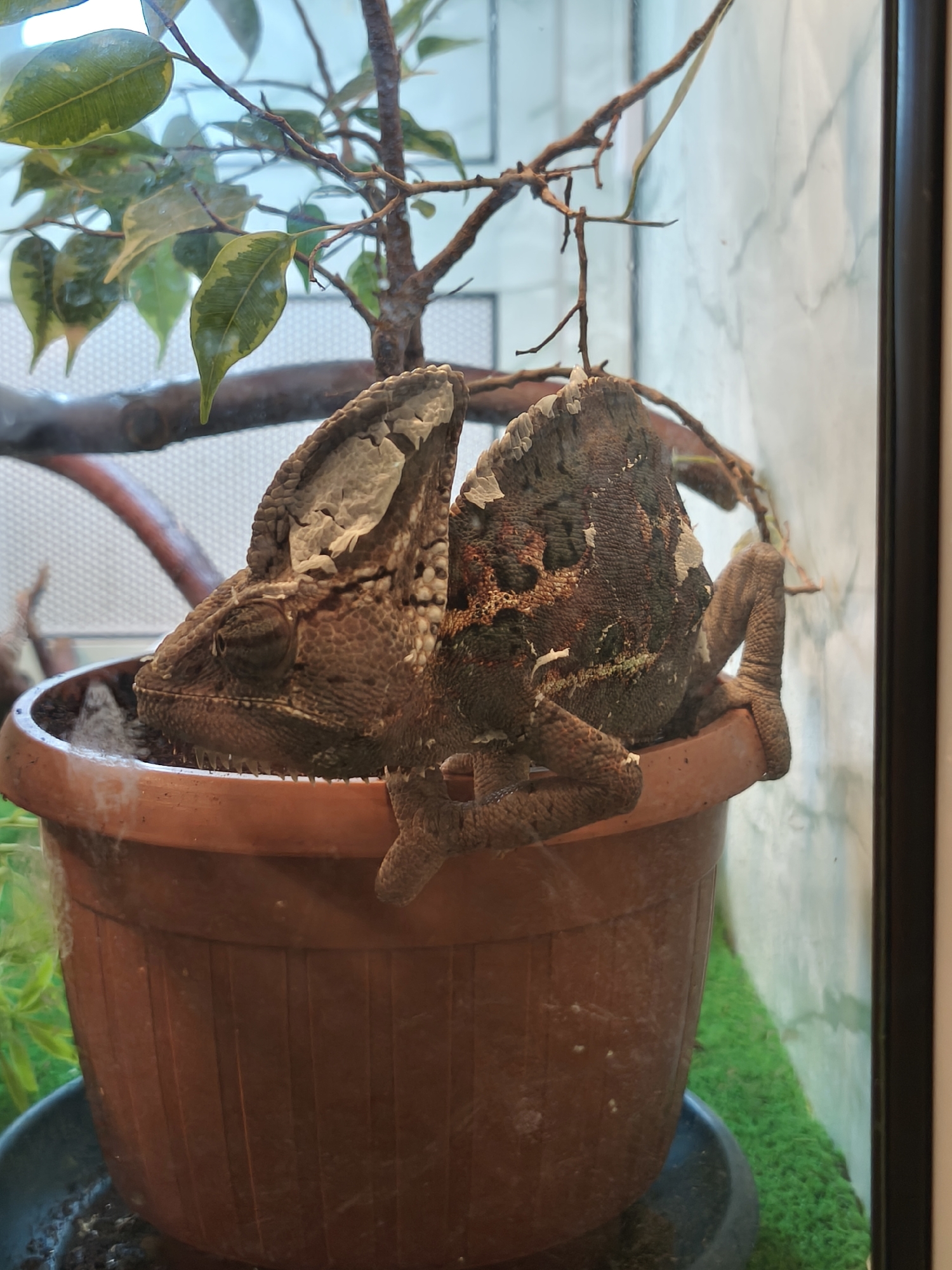 Two chameleons are situated in a brown flower pot. The pot is inside an enclosure, with a plant and artificial turf visible. One chameleon is molting. Location: Unknown, Unknown.
