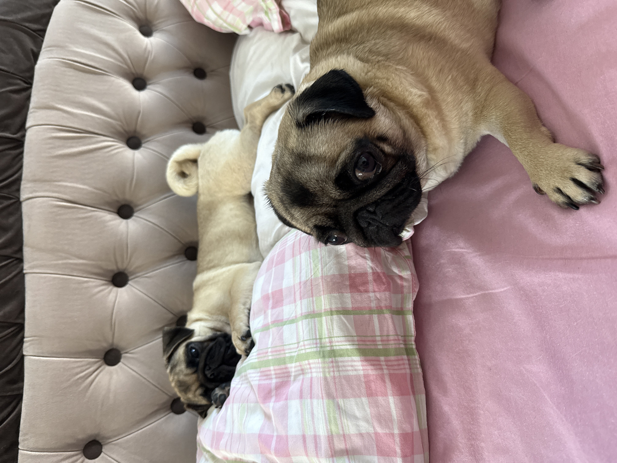 Two pugs are lying on a pink bed. The pug in the foreground is looking towards the camera with its head resting on the bed. The other pug is in the background, lying down with its eyes closed. The bed has a tufted headboard and is covered with pink and white plaid pillows and a pink sheet. The scene is indoors, in a bedroom.
