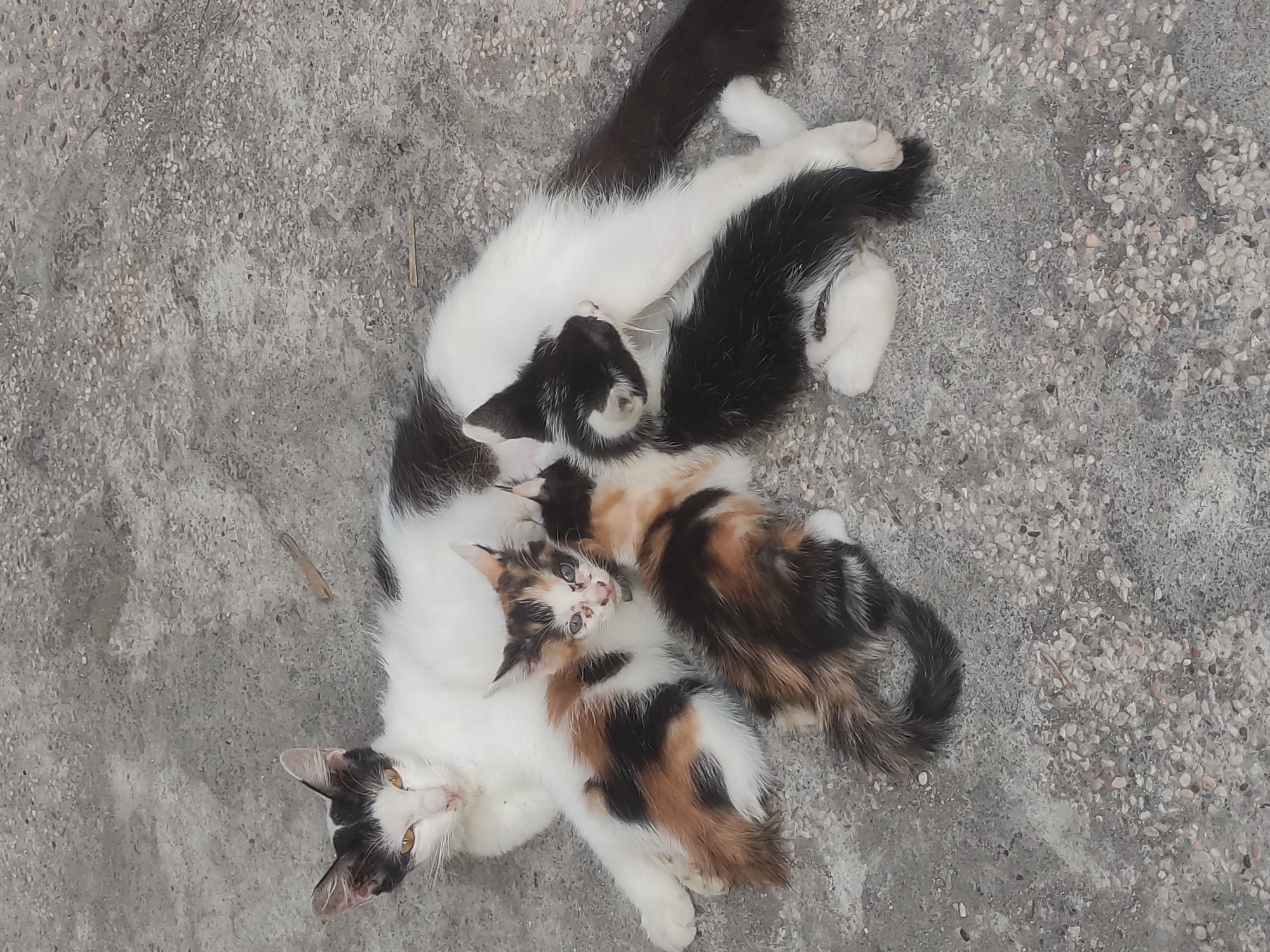 A black and white cat is lying on a concrete surface, with three kittens nestled against its body. One kitten is calico-colored, another is black and white, and a third is primarily black with some white markings. The kittens appear to be nursing or resting close to the mother cat. The concrete surface is textured with small stones and pebbles, characteristic of outdoor pathways or pavements. The lighting suggests it is daytime, with shadows indicating an outdoor environment. The image was captured in Surabaya, Indonesia.