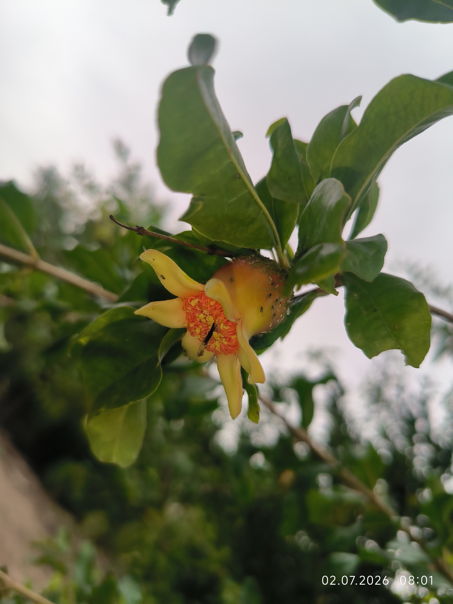A close-up, eye-level shot captures a pomegranate flower in bloom, set against a soft-focus background of green foliage and an overcast sky. The flower, predominantly yellow with hints of orange and red at its center, faces right, its petals unfurled. Several tiny, dark insects are visible on and around the flower and the developing fruit. One insect, larger and black, is perched on the orange stamen in the center of the flower. The flower is attached to a branch with green leaves. A watermark in the bottom right corner reads "02.07.2026 08:01". The scene appears to be in a natural outdoor environment, likely a garden or orchard, with the location specified as Kattasu, Uzbekistan.