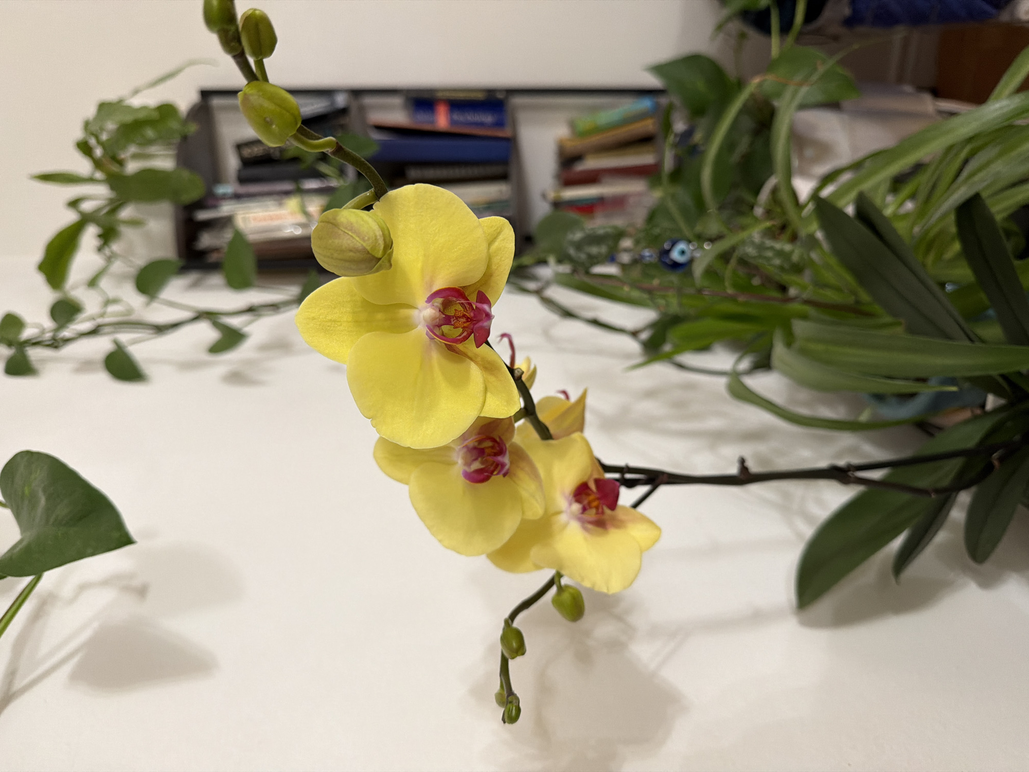 A close-up, eye-level shot captures a spray of yellow orchids with pink centers, their petals softly lit against a white wall. Several buds are visible on the same stem, some tightly closed and others partially unfurled. To the right, a bookshelf is blurred in the background, filled with books. A trailing vine with green leaves is visible on the left, casting a shadow on the wall. In the foreground, more green foliage from other plants adds depth to the scene. The overall impression is a peaceful indoor botanical display. The location is Unknown, Unknown.