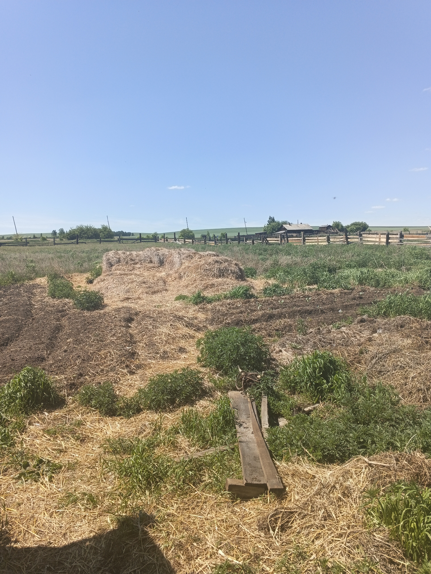 This is a medium-distance, eye-level shot of a rural scene in Kamenno-Angarsk, Russia. The sky is a clear, bright blue with a few wispy clouds. In the foreground, a pile of hay lies in a field dotted with patches of dry grass and small green plants. Further back, the field transitions to dark soil, with more hay and green vegetation. A wooden structure, possibly part of a fence or a small building, is visible in the distance, along with trees and a large wooden fence. The overall impression is one of an agricultural setting on a sunny day.