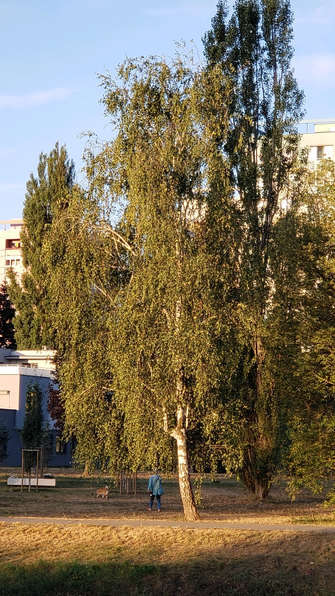 The image depicts a park scene at sunset, likely in Prešov, Slovakia, given the presence of European-style apartment buildings. In the foreground, a grassy area is illuminated by warm, low-angled sunlight. A person wearing a blue jacket and jeans is walking a dog, which appears to be a small, light-colored breed, across a path. Behind them, a grove of trees, including a prominent birch tree with a white trunk, creates a dense canopy. In the background, modern apartment buildings with light-colored facades and some visible windows are situated. The sky is a clear blue with a few wispy clouds. The overall impression is one of a peaceful, urban green space.
