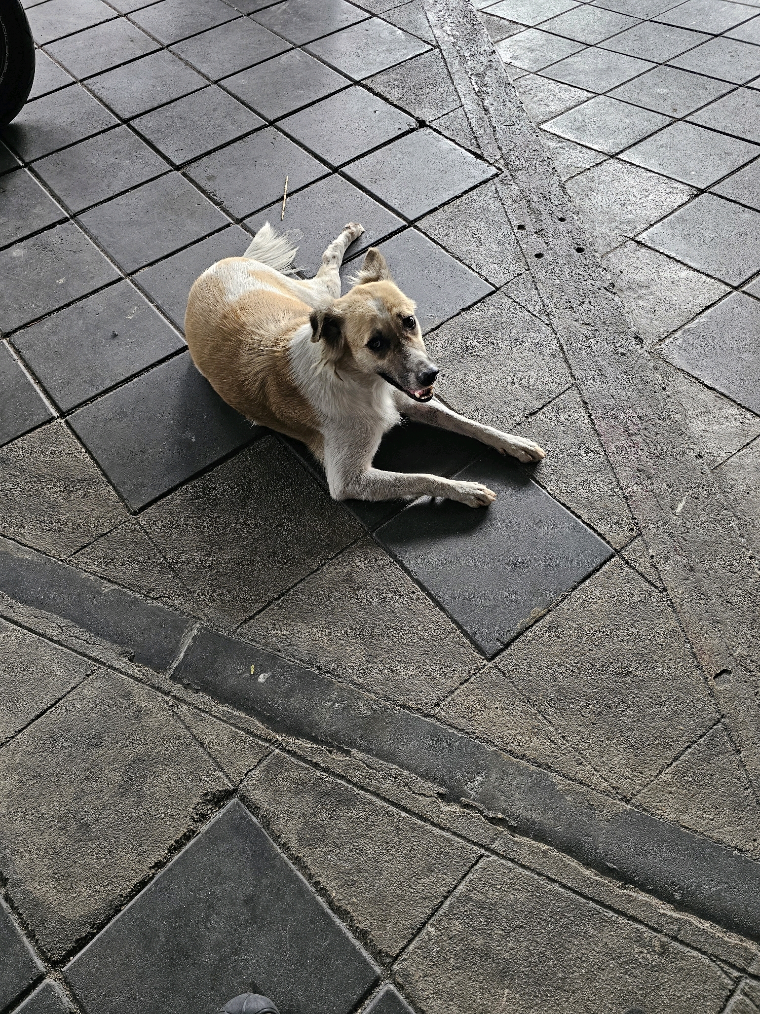 A tan and white dog is lying on a tiled sidewalk in Bangkok, Thailand. The dog is positioned with its body slightly angled towards the right, its head turned to the right, and its mouth open with its tongue visible. Its front paws are extended forward. The sidewalk is composed of dark square tiles arranged in a grid pattern, with some areas showing wear and tear. A narrow strip of rougher textured material runs diagonally across the tiles. A portion of a dark tire is visible in the upper left corner of the frame. The lighting suggests it is daytime, with some shadows present on the ground.