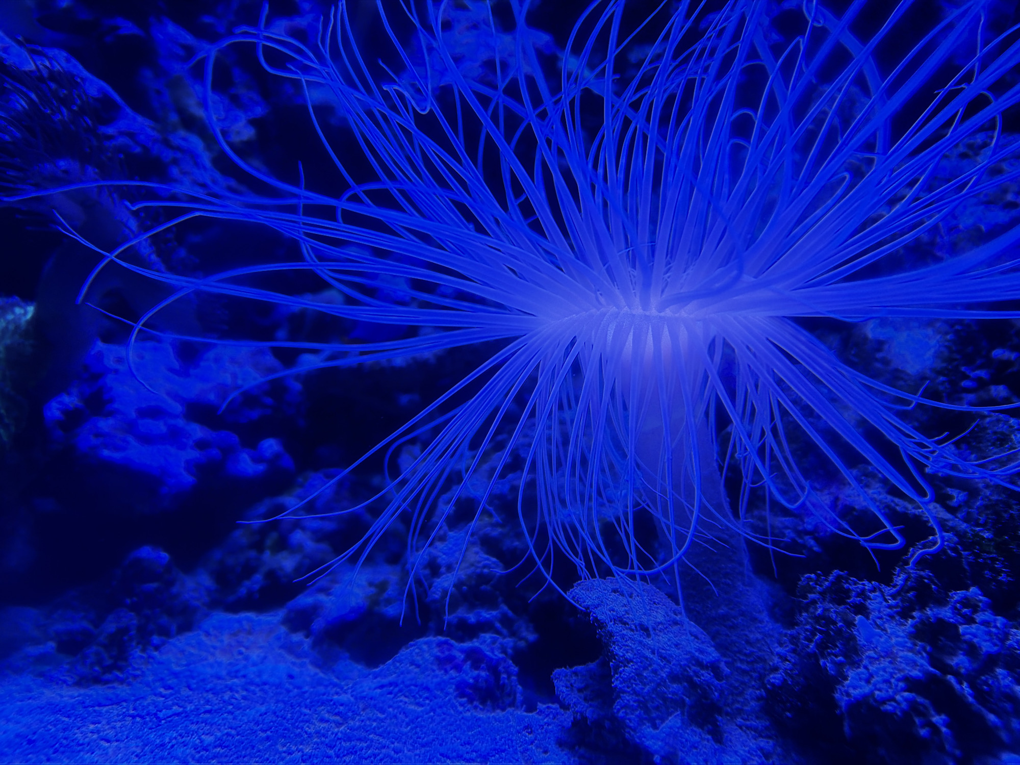 The image shows a marine environment, likely an aquarium, with a sea anemone as the central focus. The anemone has a pale, cylindrical body and numerous long, thin tentacles radiating outwards. The environment is predominantly blue, suggesting artificial lighting or underwater photography conditions. The substrate appears to be sandy or rocky, with other marine organisms or structures visible in the background, although details are obscured by the lighting and depth of field. The overall scene evokes an underwater view of a coral reef or similar marine habitat. There is no evidence indicating this image relates to the city of Sochi, Russia.