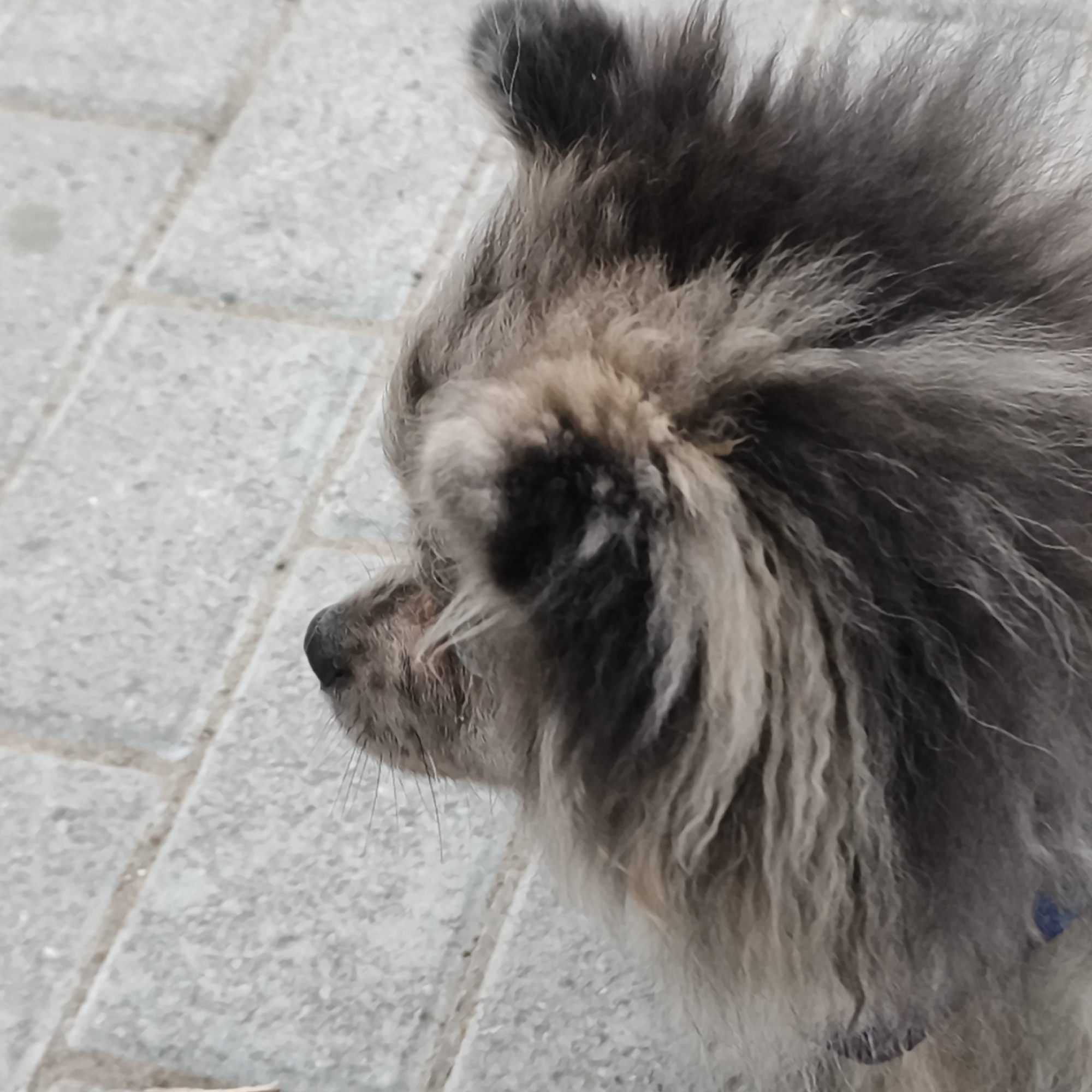 An overhead, close-up shot shows a fluffy, grey dog standing on a light grey, stone-tiled surface. The dog is facing left and is mostly out of frame. The dog's fur is thick and wavy, with darker grey patches around its eye and muzzle. The ground is composed of rectangular stone tiles laid out in a grid pattern. The background is blurred and out of focus. The location is identified as Chaikovsky, Russia.