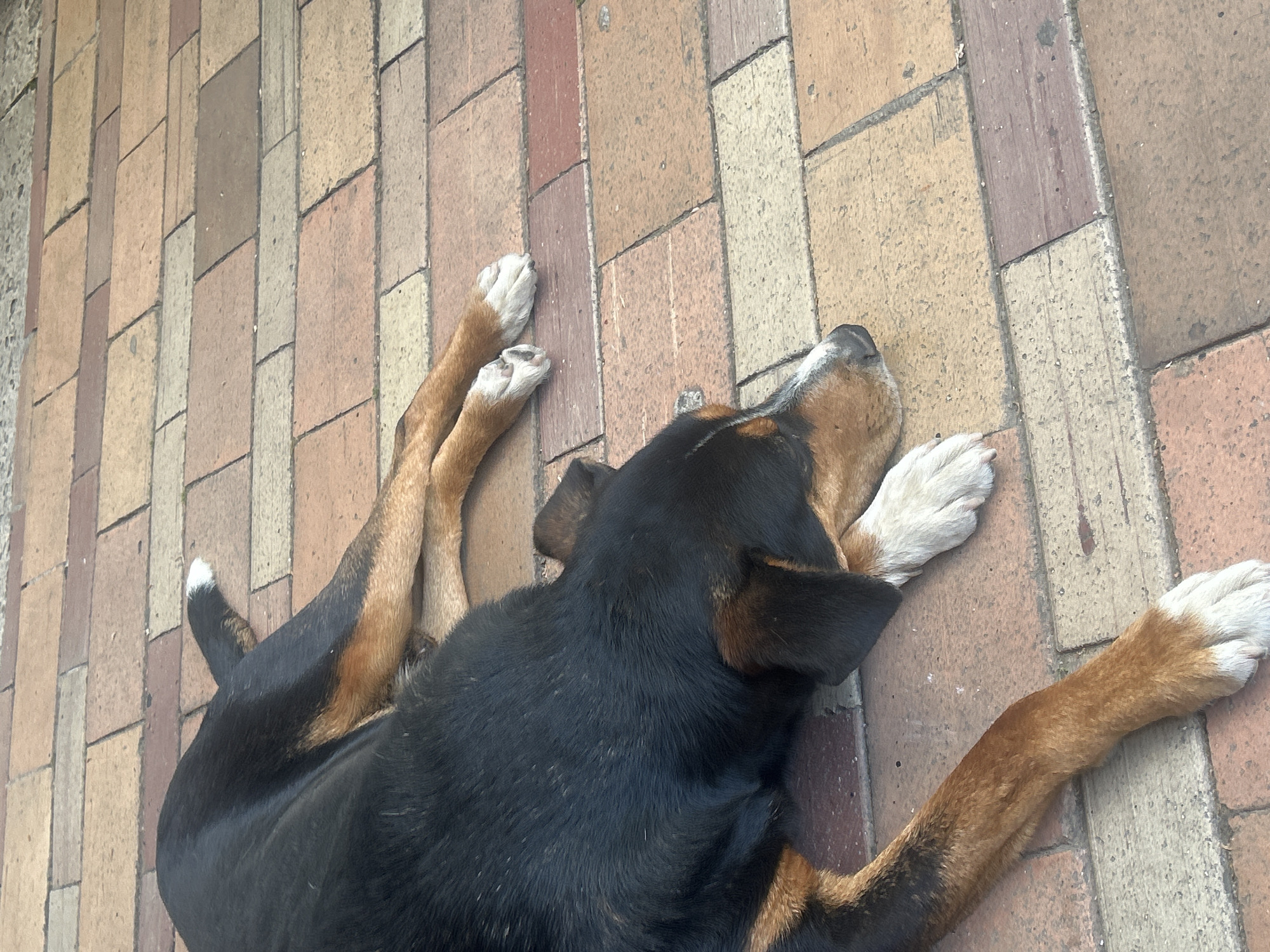 A dog is lying on a brick paved surface. The dog has black fur on its body with tan legs and white paws. The location is Loznitsa, Bulgaria.