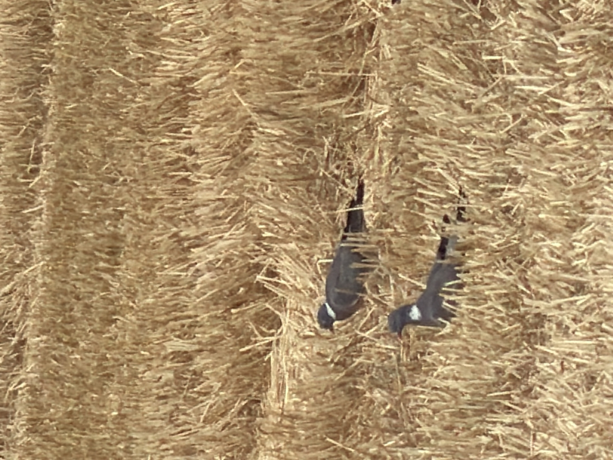 The image depicts a field of dry, golden straw. Two pigeons are visible, perched amongst the straw. The pigeon in the foreground is facing left, with its head slightly down. It has dark grey plumage with a white patch on its neck. The second pigeon is further back and to the right, facing left, with its head lowered. It shares similar plumage characteristics to the first pigeon. The environment appears to be an agricultural field, likely after a harvest. The exact location in Melick, Netherlands is not ascertainable from the image itself, but it represents a rural, natural setting.