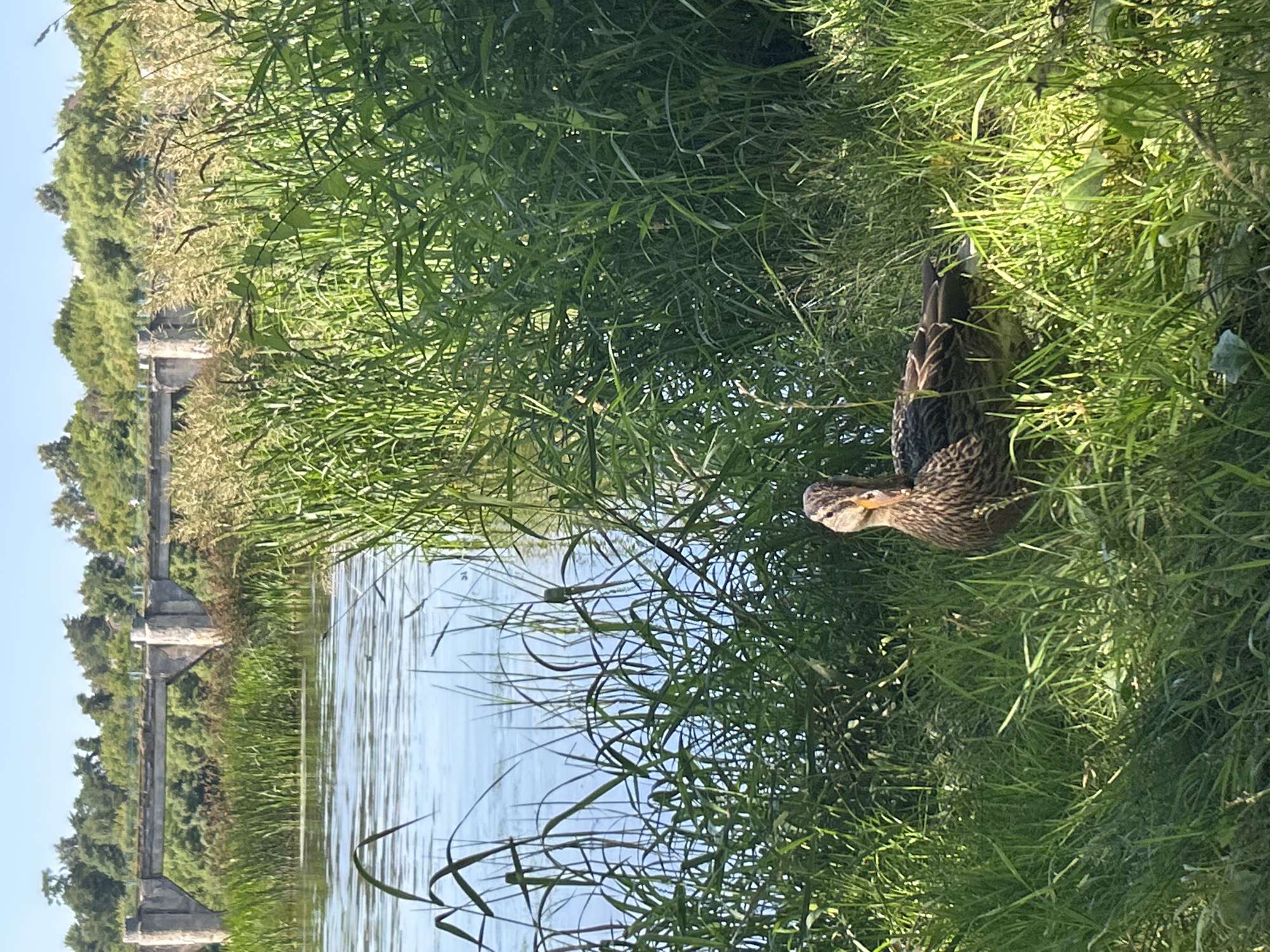 A mottled brown duck stands in tall green grass near the edge of a body of water. The duck is facing the viewer and looking slightly to its left. Behind the duck and to the right, dense green reeds and tall grasses obscure the background. To the left of the duck, the water is calm and reflects the blue sky. In the distance, across the water, a dilapidated concrete structure, possibly an old bridge or viaduct, is visible amidst a treeline of green foliage under a clear blue sky. The overall impression is a natural, somewhat overgrown waterside scene with remnants of human infrastructure in the background.