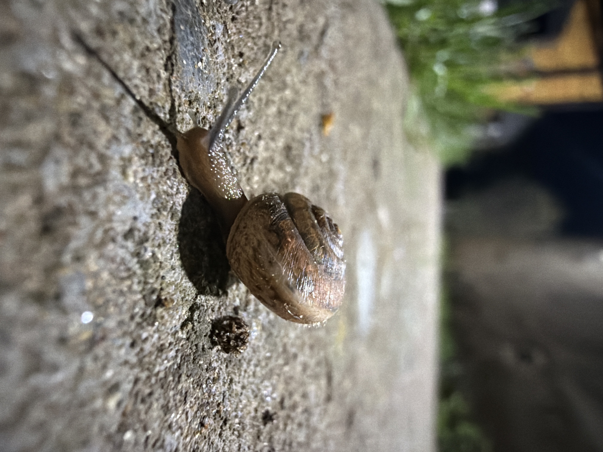 A snail is moving across a cement surface. The snail's shell is brown with dark stripes and appears somewhat translucent. The snail's body is also brown and glistening. The surface the snail is crawling on is rough and gray, with some dampness or water droplets visible. A dark, granular object lies near the snail's shell, potentially waste matter. In the blurred background, there's a hint of green vegetation and dark indistinct shapes, suggesting an outdoor setting, possibly near a sidewalk or curb. The location is specified as Markovo, Russia.