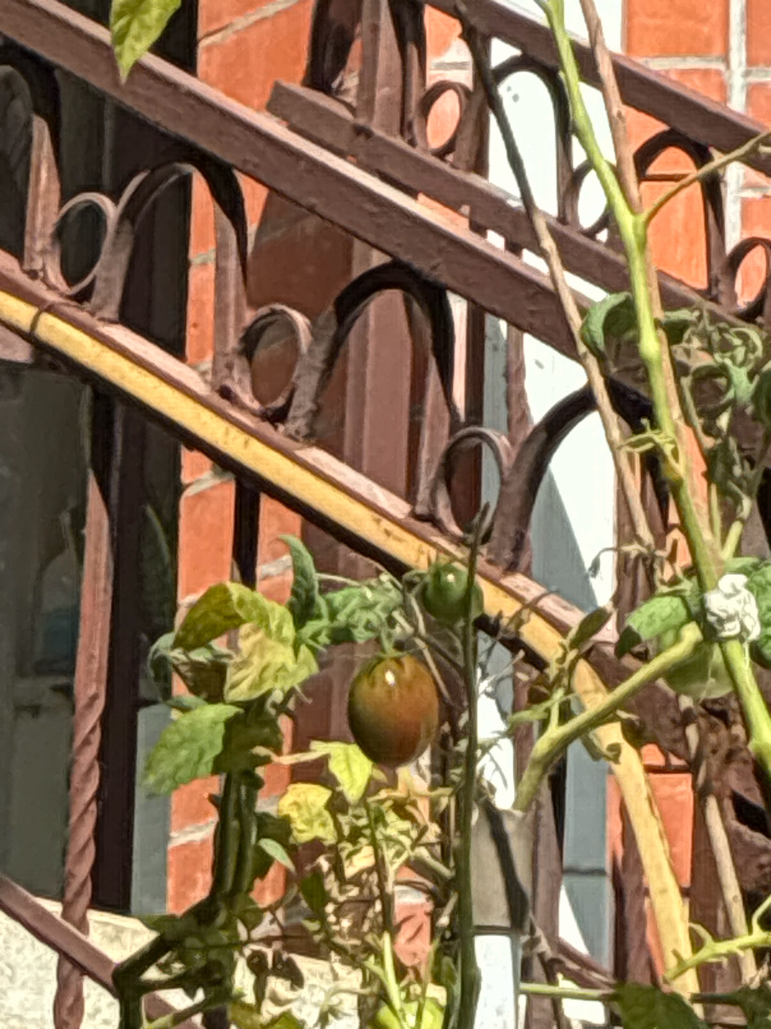 The image depicts a close-up view of a tomato plant with a few developing tomatoes and green leaves. The plant is situated outdoors, with a reddish-brown brick wall and a metal railing forming the background. The metal railing has decorative elements with curved arches and appears to be made of wrought iron. A yellow pipe or conduit runs horizontally across the foreground, partially obscuring the railing. The overall lighting suggests it is daytime. The scene is rustic and appears to be in an urban or suburban setting, possibly a balcony or garden area. The location in Sochi, Russia, is not discernible from the visual information in the image itself.